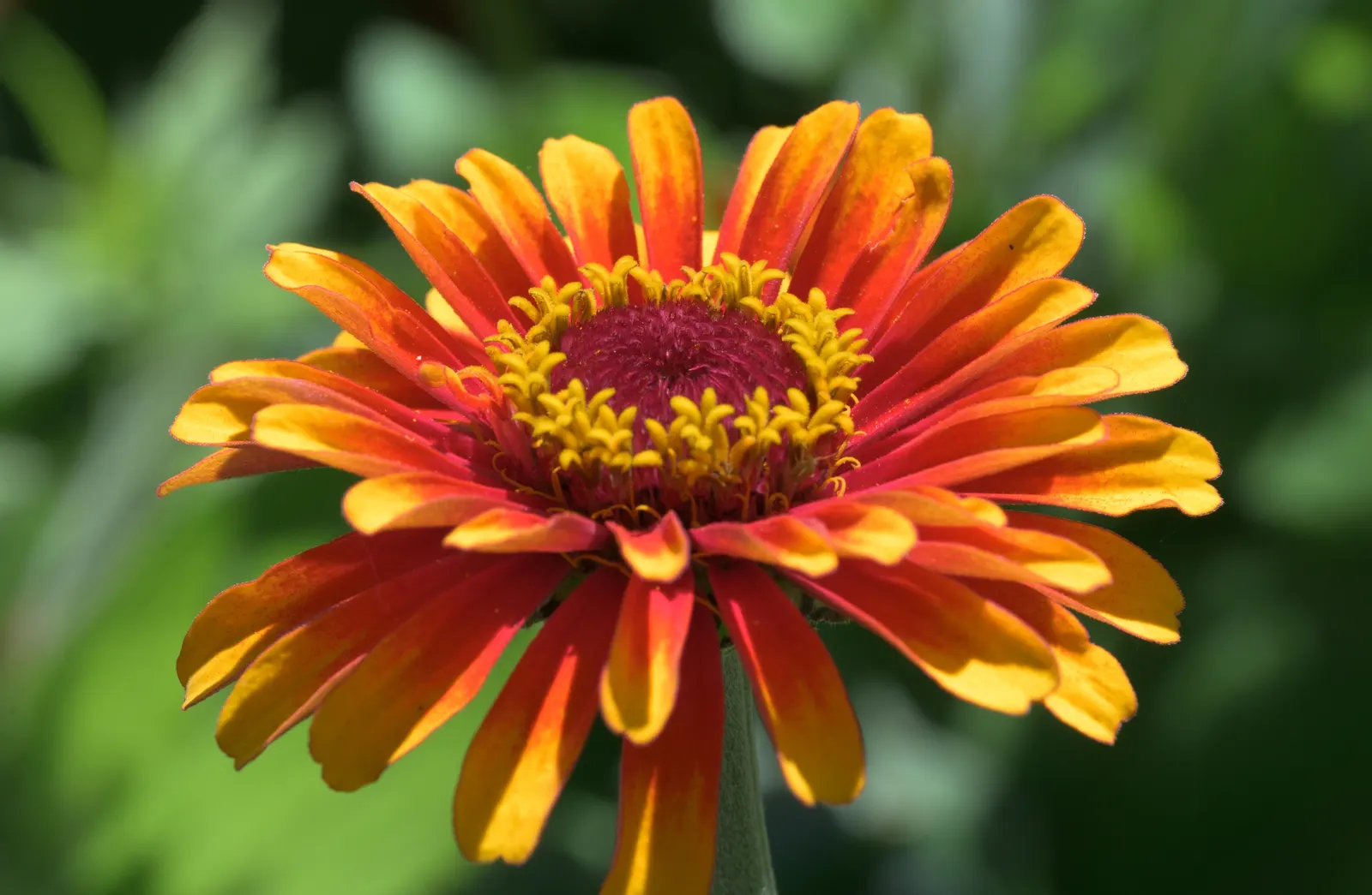 Common Zinnia (Zinnia Elegans) — Known for its array of showy; flaunting a kaleidoscope of hues, image 132