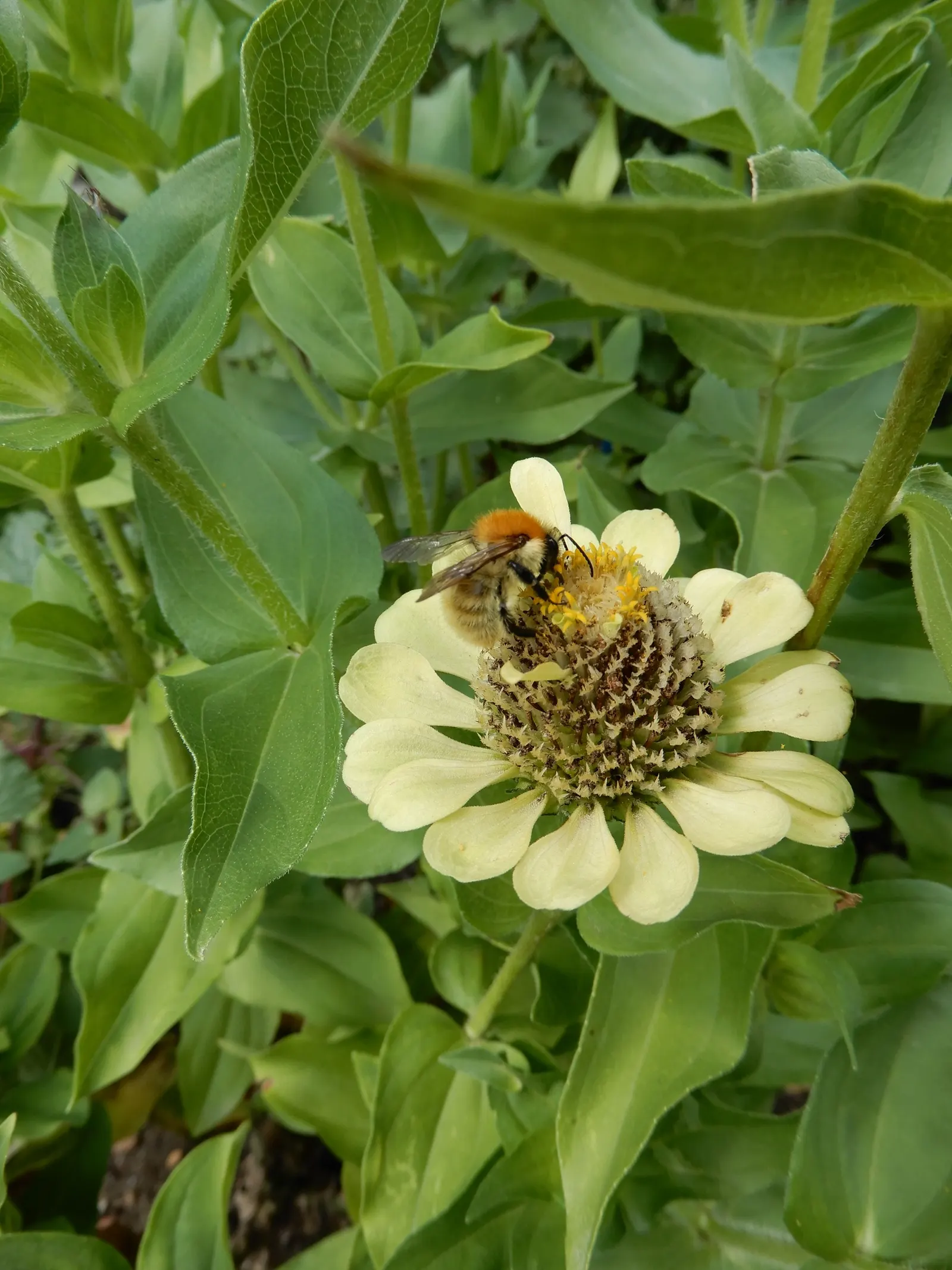 Common Zinnia (Zinnia Elegans) — is an annual flowering plant native to Mexico; a vibrant and popular choice for gardeners seeking to inject a, image 113
