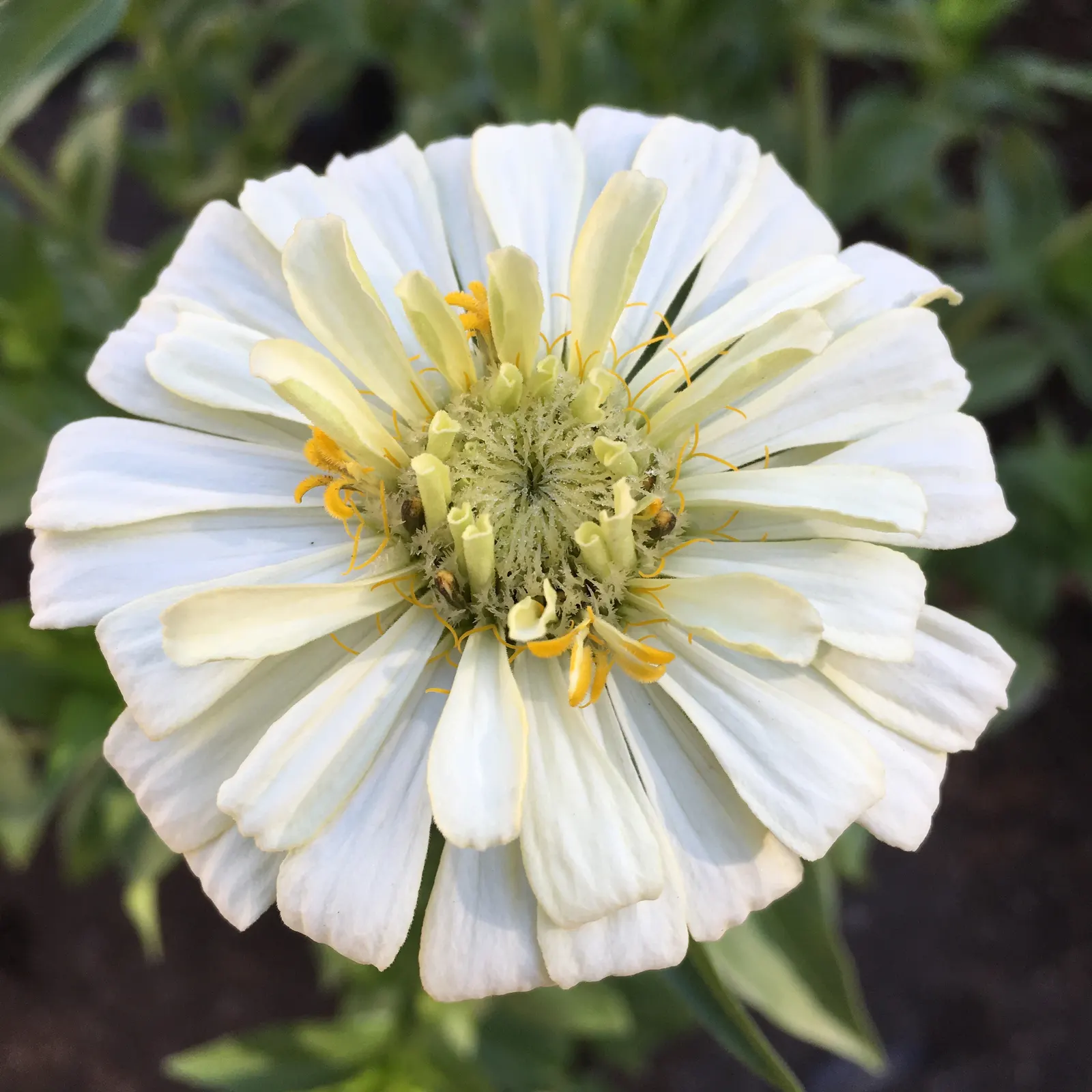 Common Zinnia (Zinnia Elegans) — these plants are versatile; requiring a minimum of 6 hours of direct sun per day, image 66