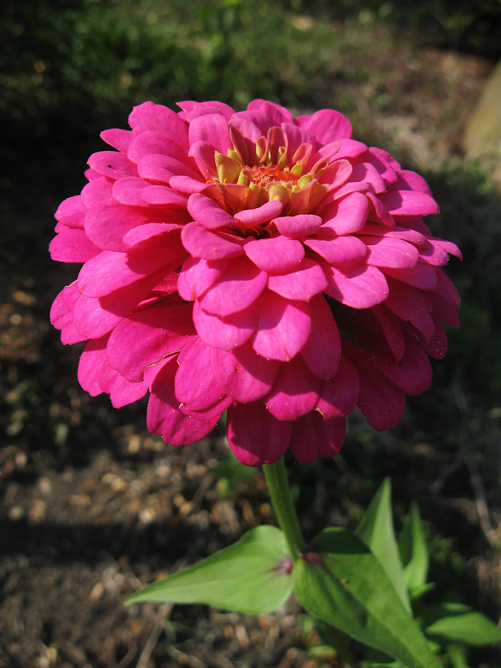 Common Zinnia (Zinnia Elegans) — a vibrant and popular choice for gardeners seeking to inject a splash of color into their landscape; is a vibrant, image 112