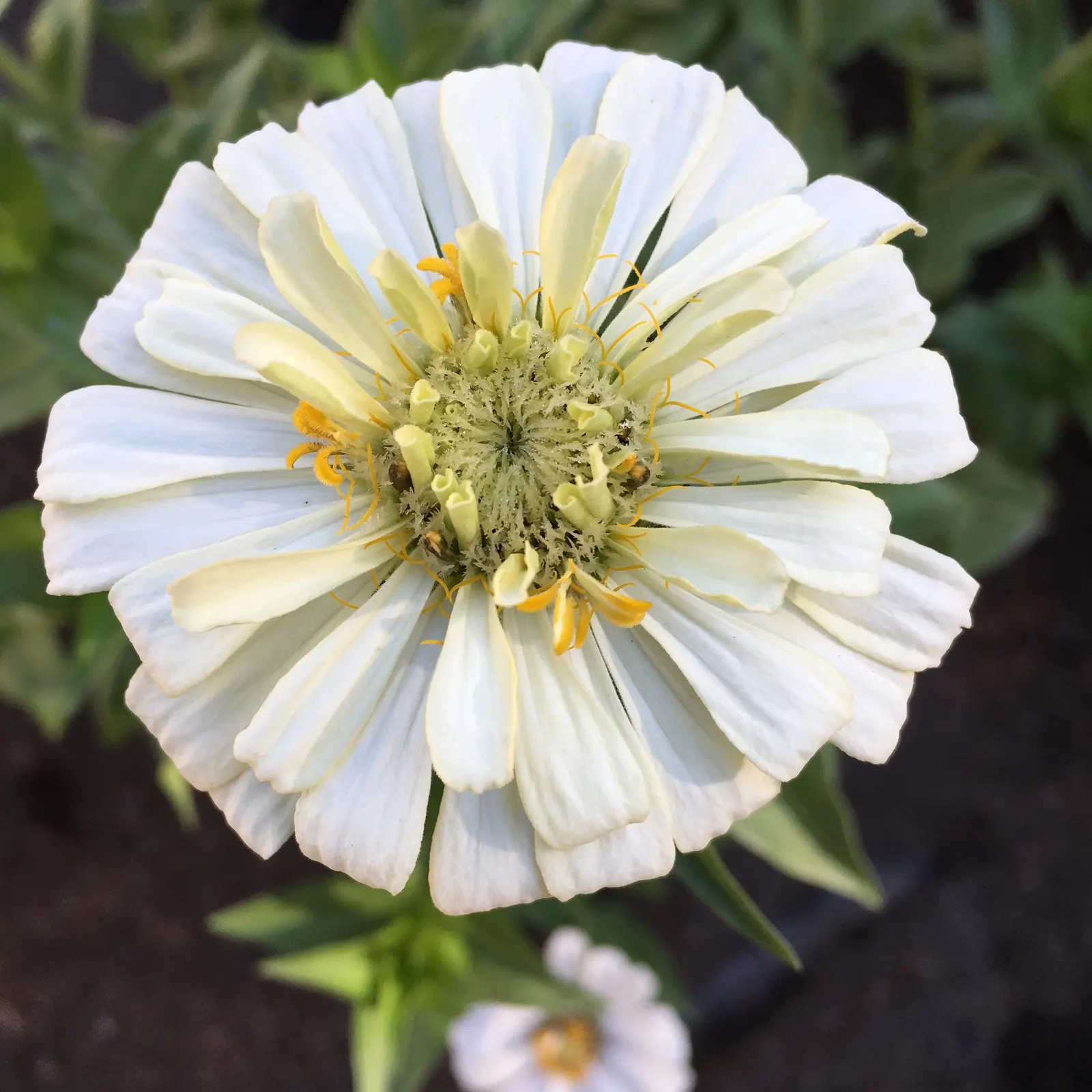 Common Zinnia (Zinnia Elegans) — With a long blooming period from spring to frost; it offers continuous pops of color and is excellent for borders, image 57