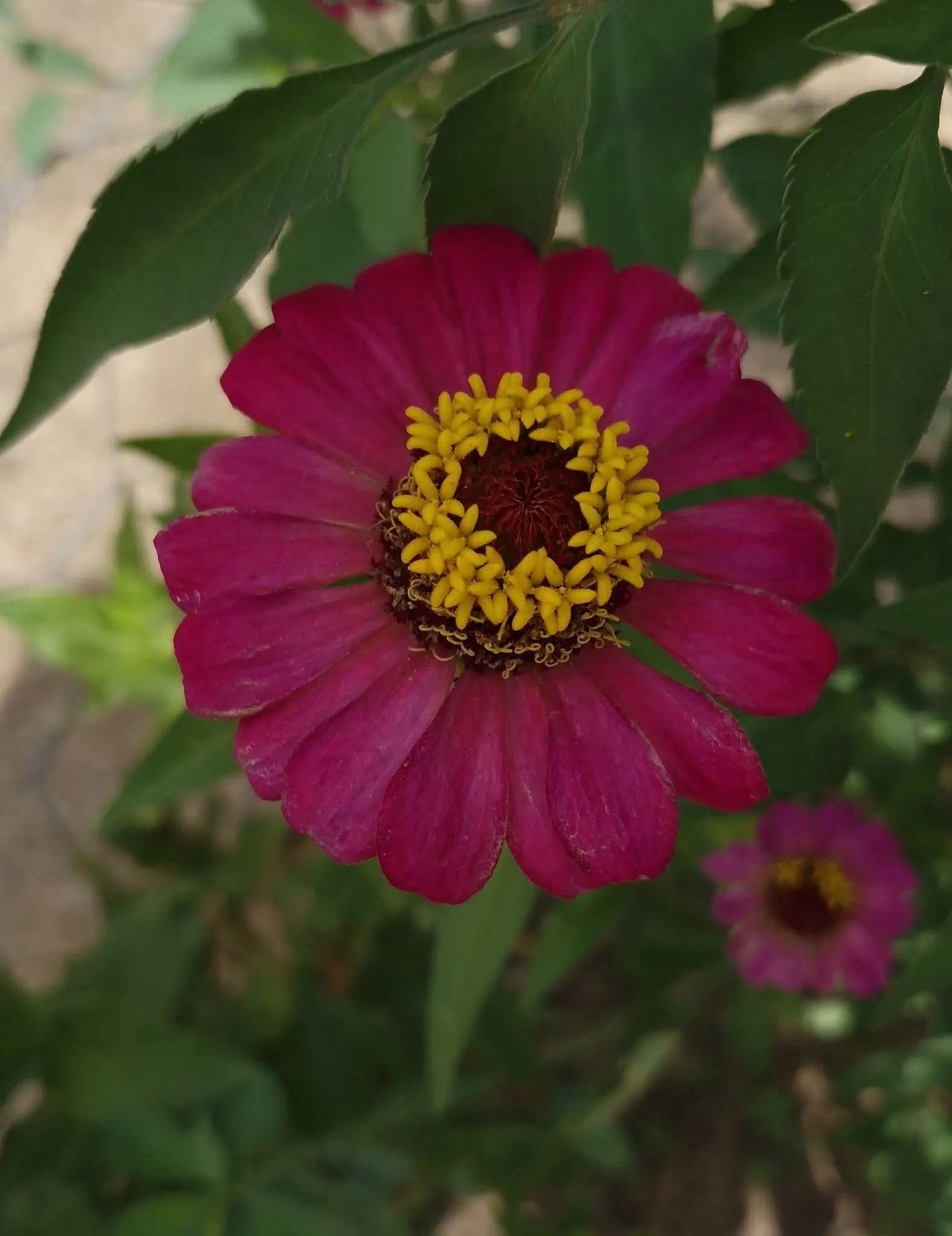 Common Zinnia (Zinnia Elegans) — pink and red flowers in the garden; is an annual flowering plant native to Mexico, image 128