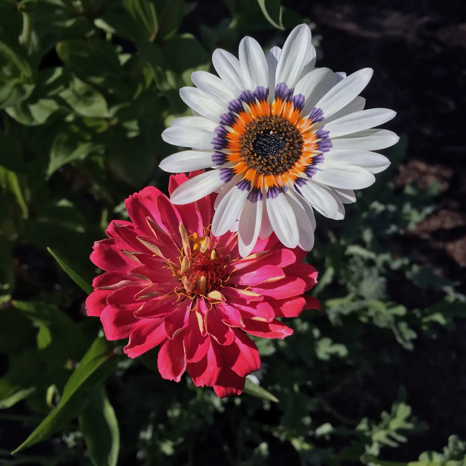 Common Zinnia (Zinnia Elegans) — a vibrant and popular choice for gardeners seeking to inject a splash of color into their landscape