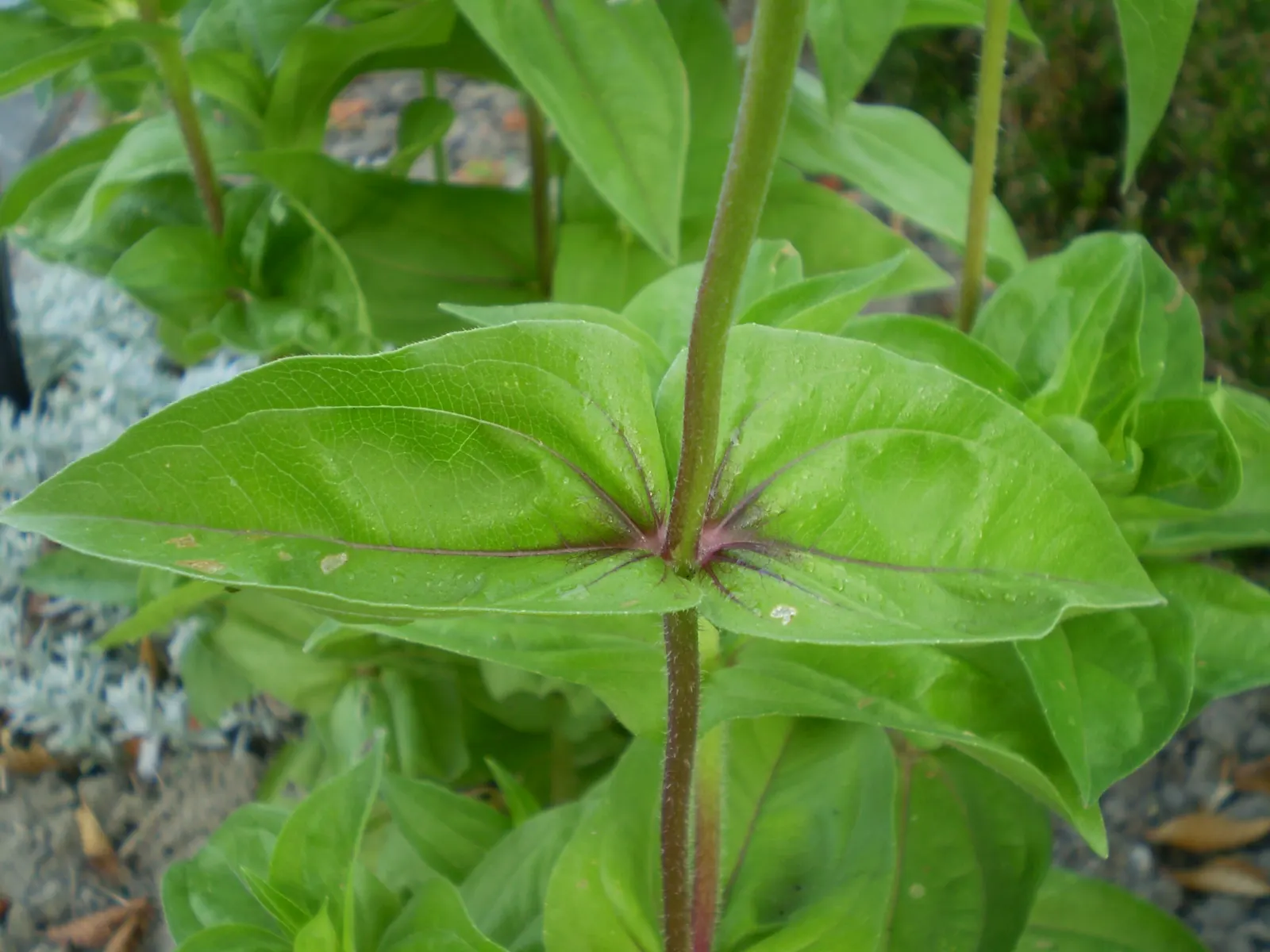 Common Zinnia (Zinnia Elegans) — annual for full or half