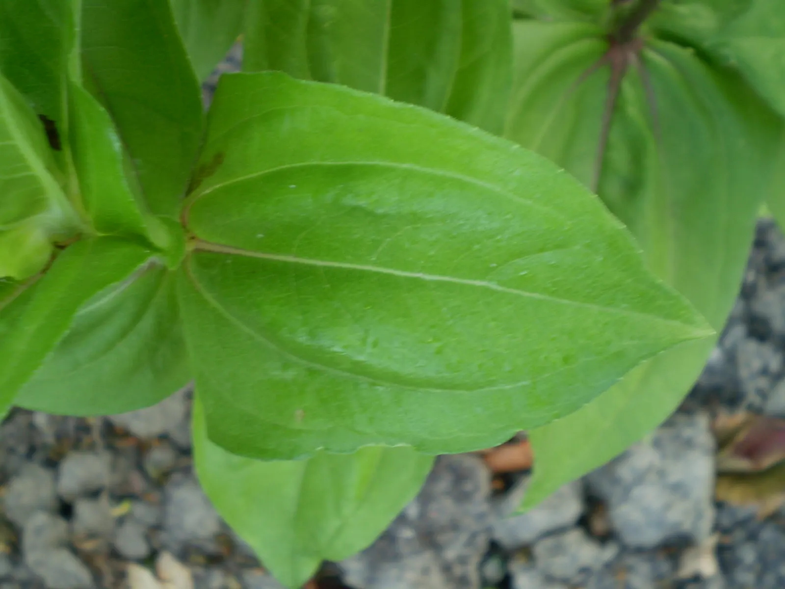 Common Zinnia (Zinnia Elegans) — which can soar to heights between 8 inches and 4 feet; but now a mainstay in flower beds across the globe, image 143