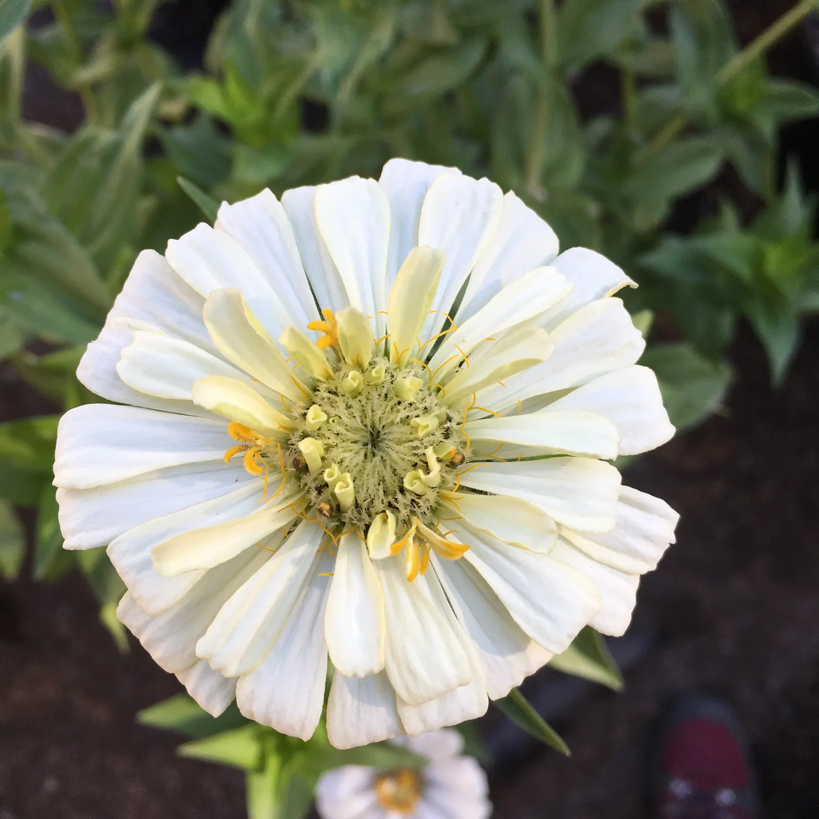 Common Zinnia (Zinnia Elegans) — it offers continuous pops of color and is excellent for borders; which can soar to heights between 8 inches and 4 feet