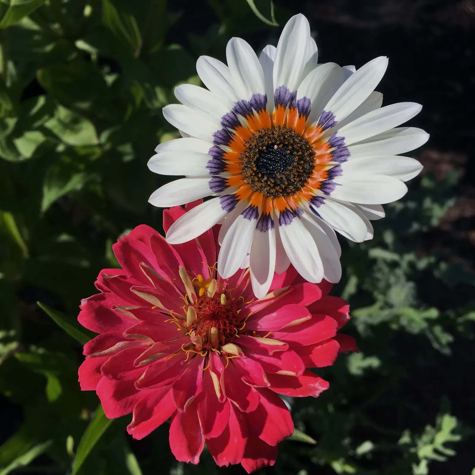 Common Zinnia (Zinnia Elegans) — Known for its array of showy; flaunting a kaleidoscope of hues, image 54