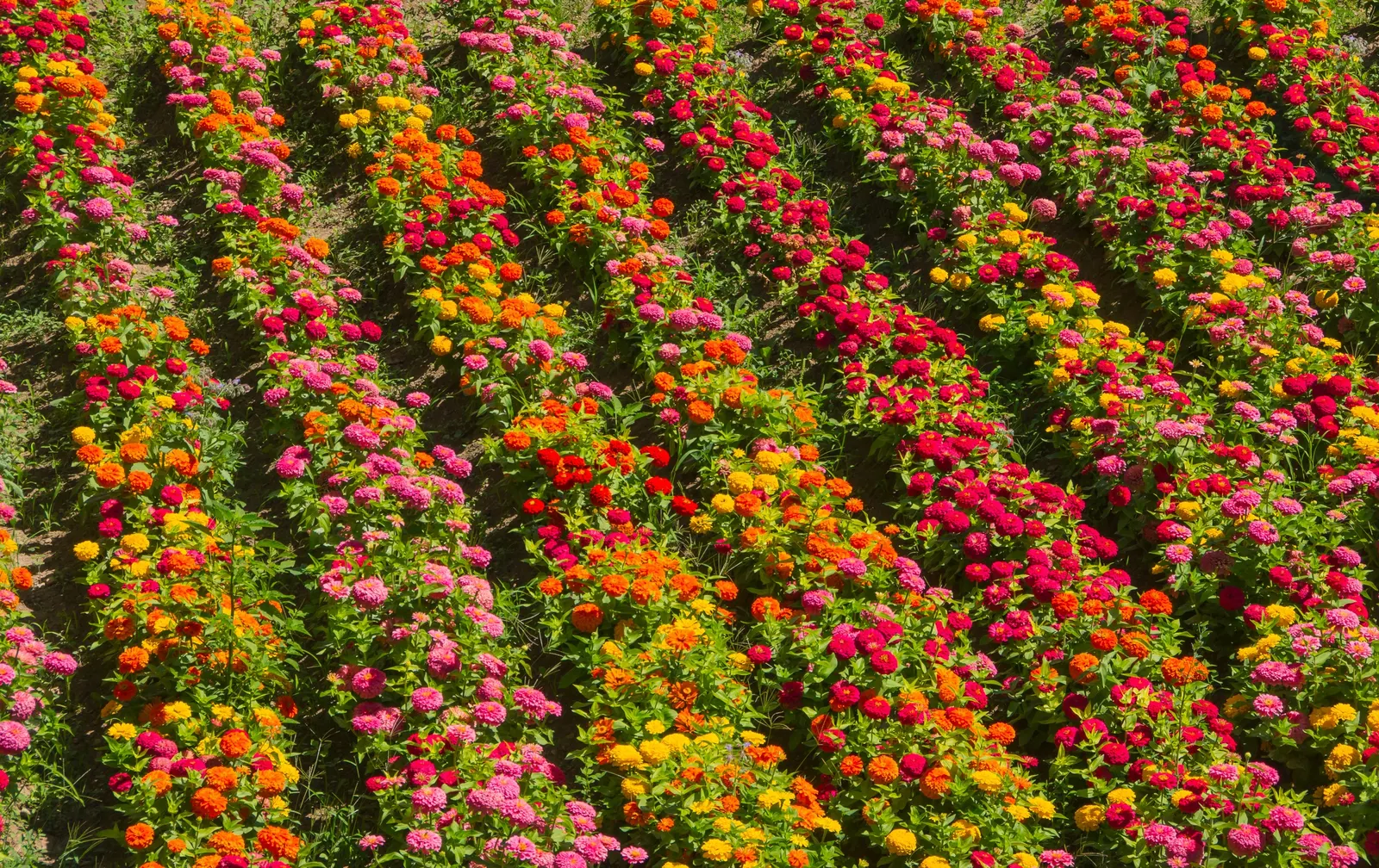 Common Zinnia (Zinnia Elegans) — but now a mainstay in flower beds across the globe; perfect for use in both borders and as cut flowers for indoor, image 88
