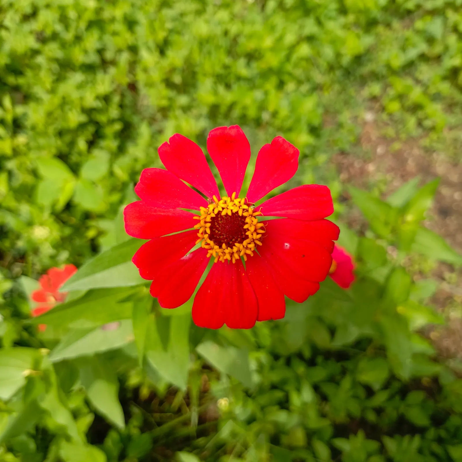 Common Zinnia (Zinnia Elegans) — but now a mainstay in flower beds across the globe; perfect for use in both borders and as cut flowers for indoor, image 140
