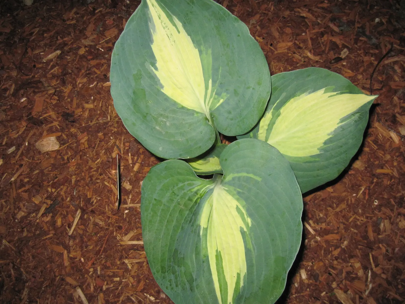 Thunderbolt Hosta (Hosta 'Thunderbolt') — Its lilac flowers on 30-inch scapes bloom in midsummer, providing vertical interest