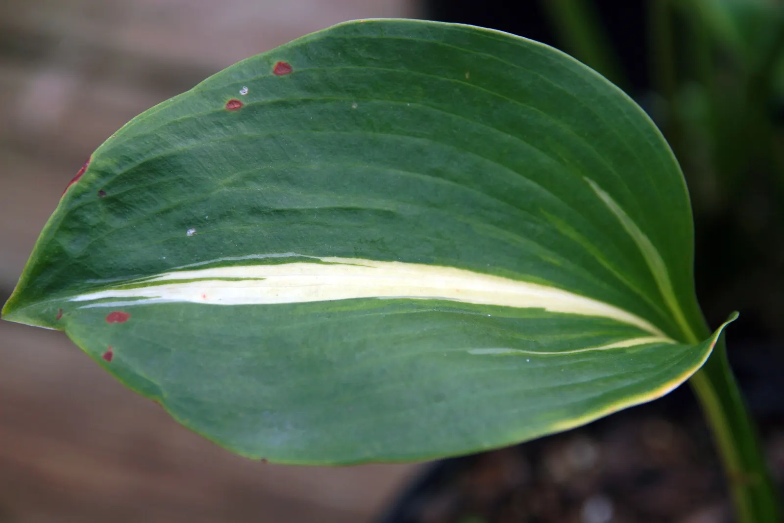 Thunderbolt Hosta (Hosta 'Thunderbolt') — Hosta 'Thunderbolt' features striking foliage with deep blue-green margins and bold, creamy-white centers