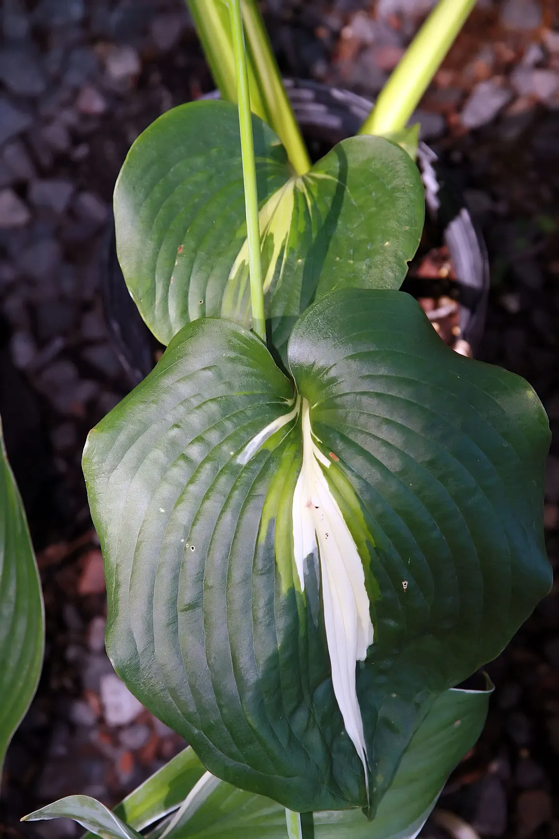 Thunderbolt Hosta (Hosta 'Thunderbolt') — reaching a mature size of about 24 inches high and 36 inches wide