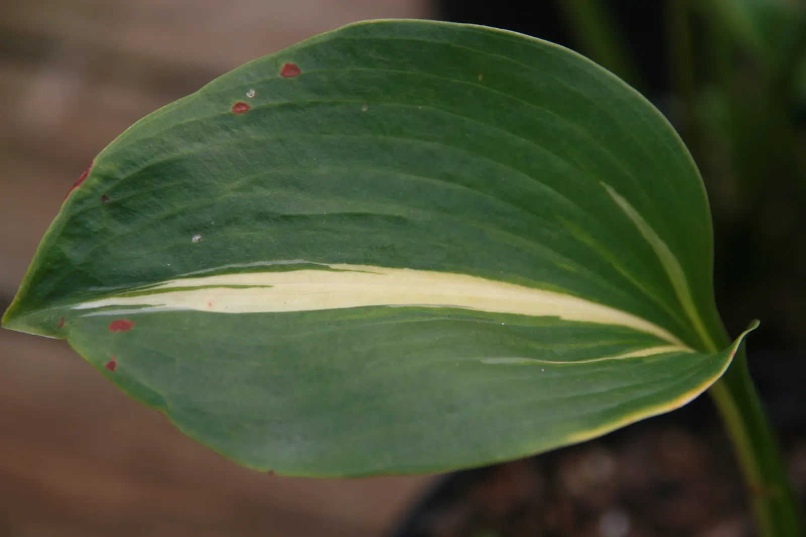 Thunderbolt Hosta (Hosta 'Thunderbolt') — This clump-forming perennial thrives in partial to full shade