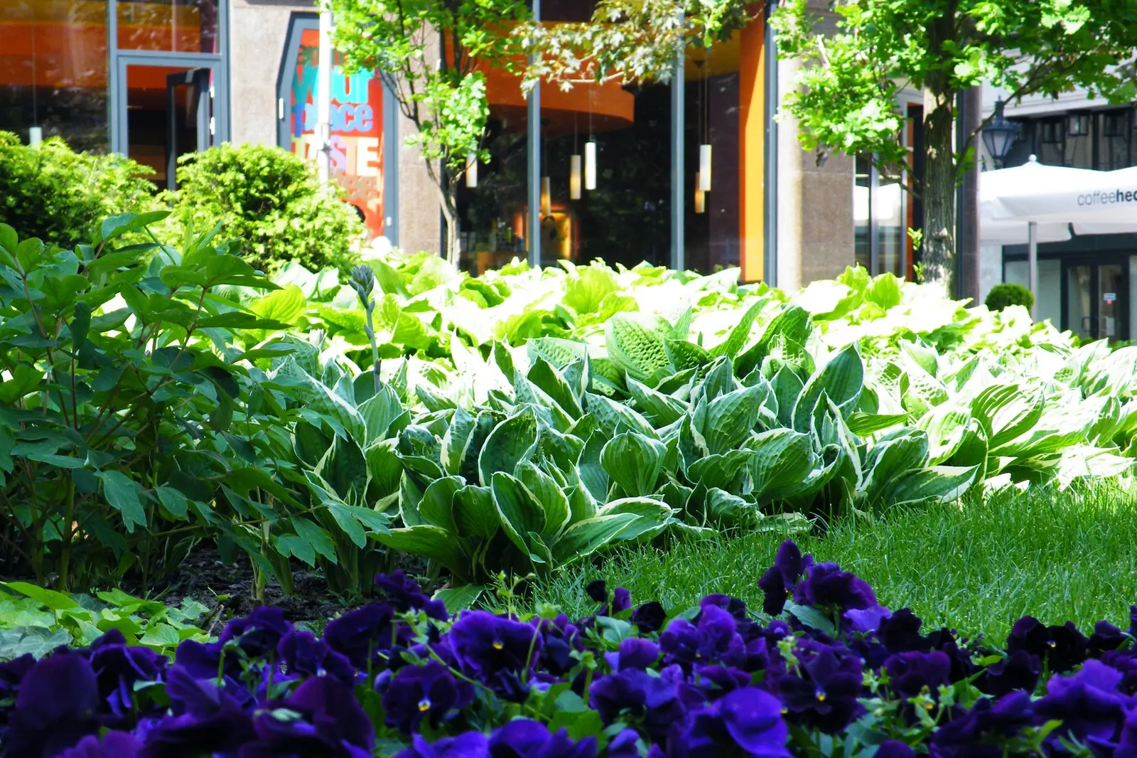 Thunderbolt Hosta (Hosta 'Thunderbolt') — the Thunderbolt Hosta sends up tall flower scapes that reach heights of around 30 inches