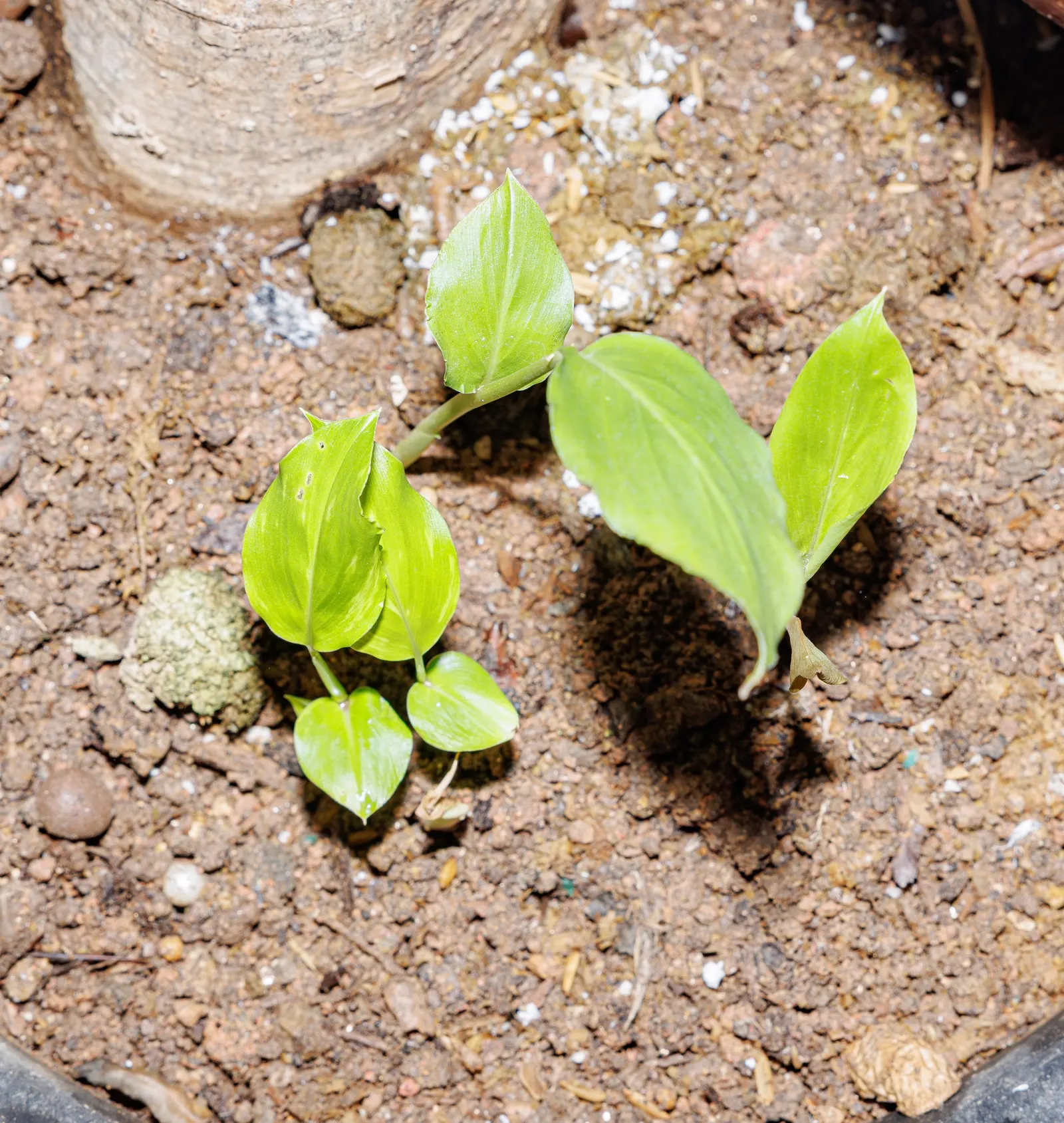Thunderbolt Hosta (Hosta 'Thunderbolt') — the 'Thunderbolt' prefers well-draining