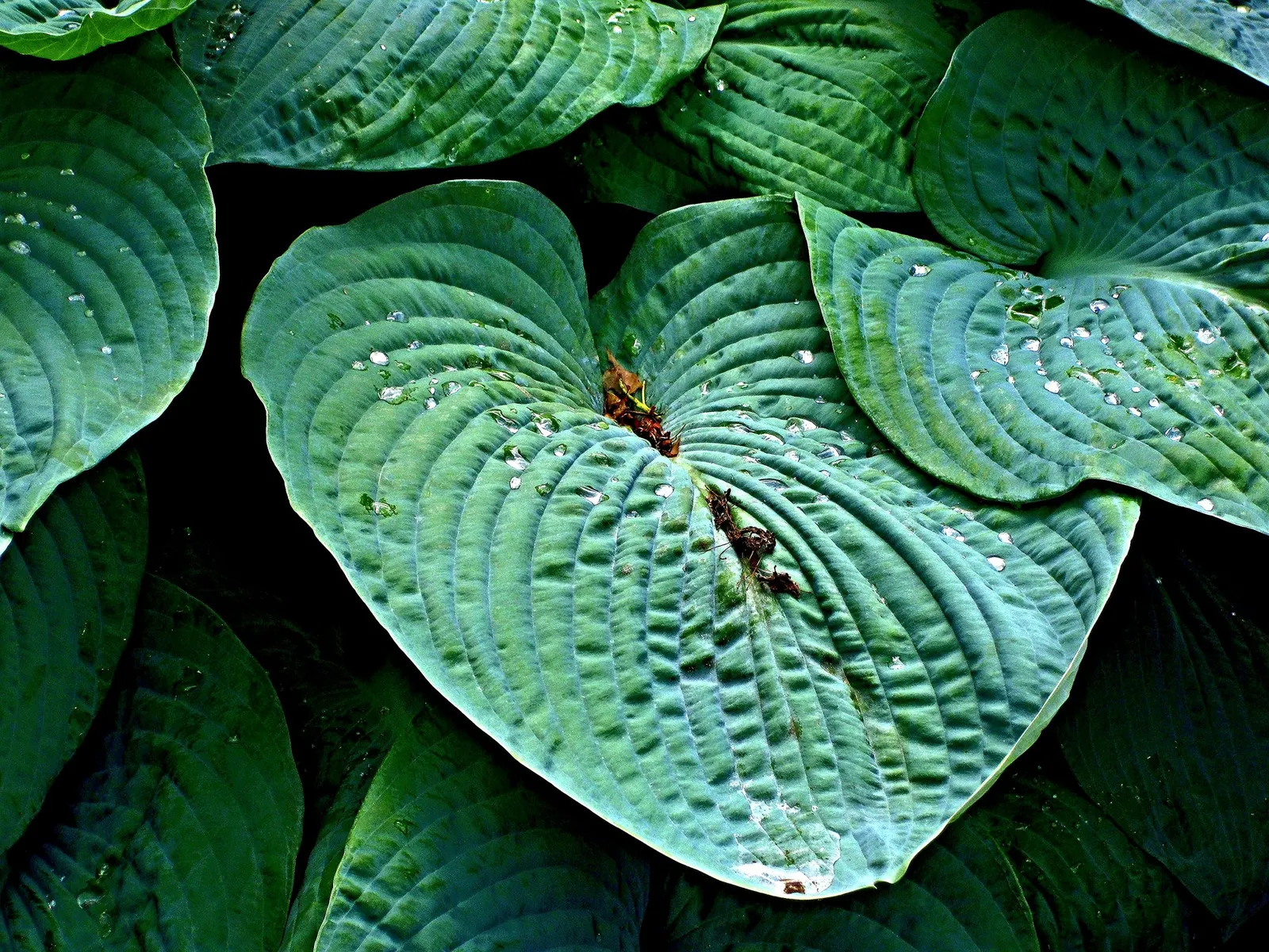 Thunderbolt Hosta (Hosta 'Thunderbolt') — a sterling representation of the shade-tolerant perennials