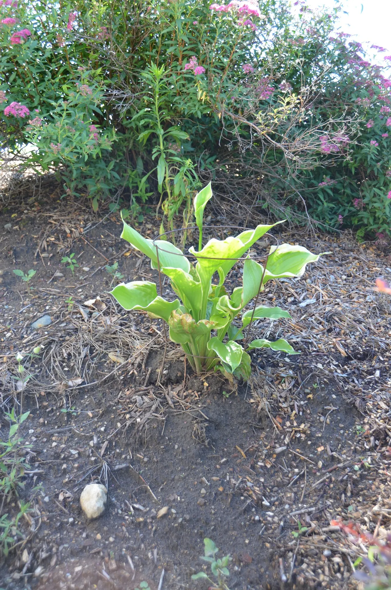 Thunderbolt Hosta (Hosta 'Thunderbolt') — moist soils with a good content of organic matter