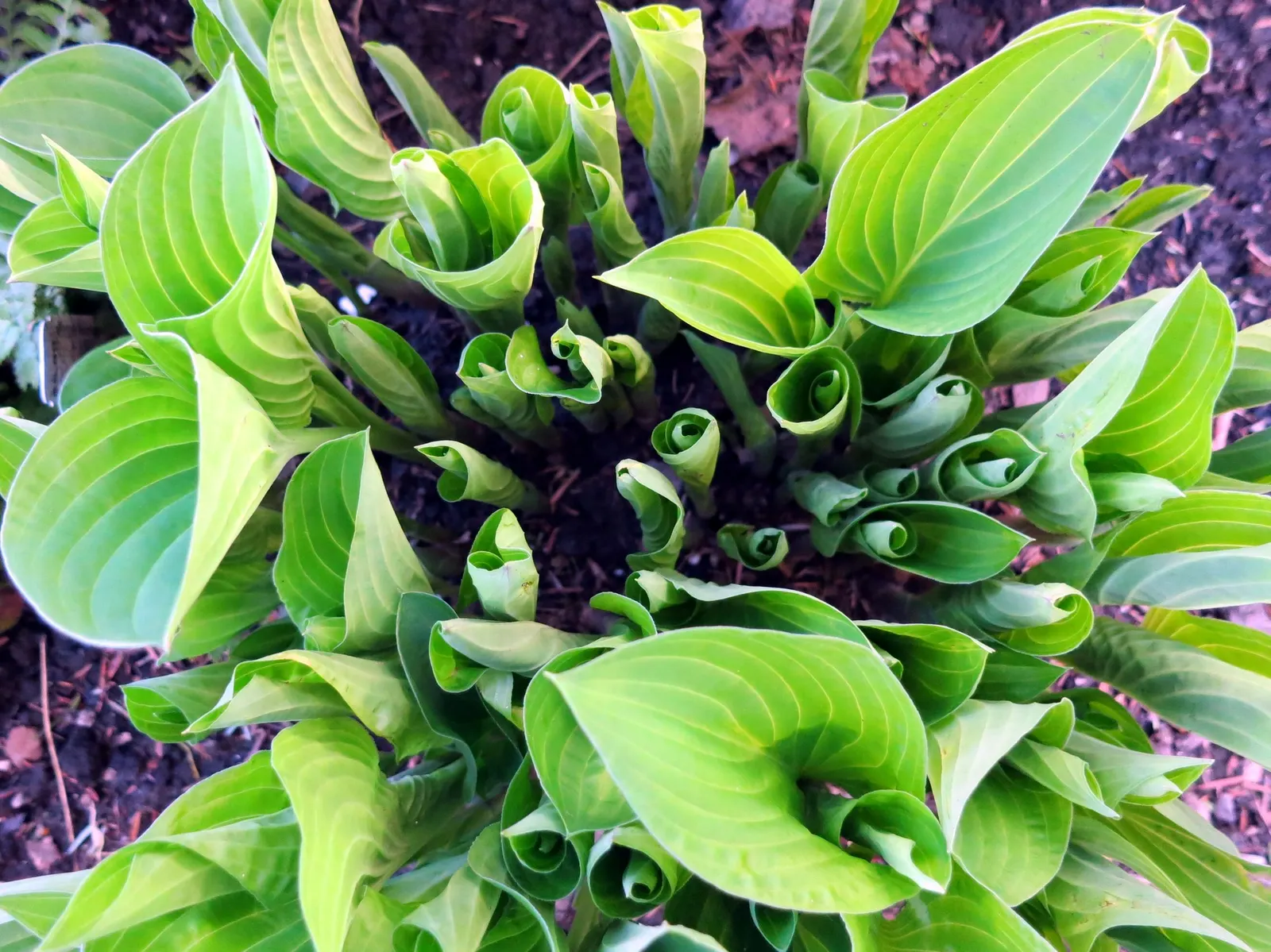 Thunderbolt Hosta (Hosta 'Thunderbolt') — well-drained soil with regular watering