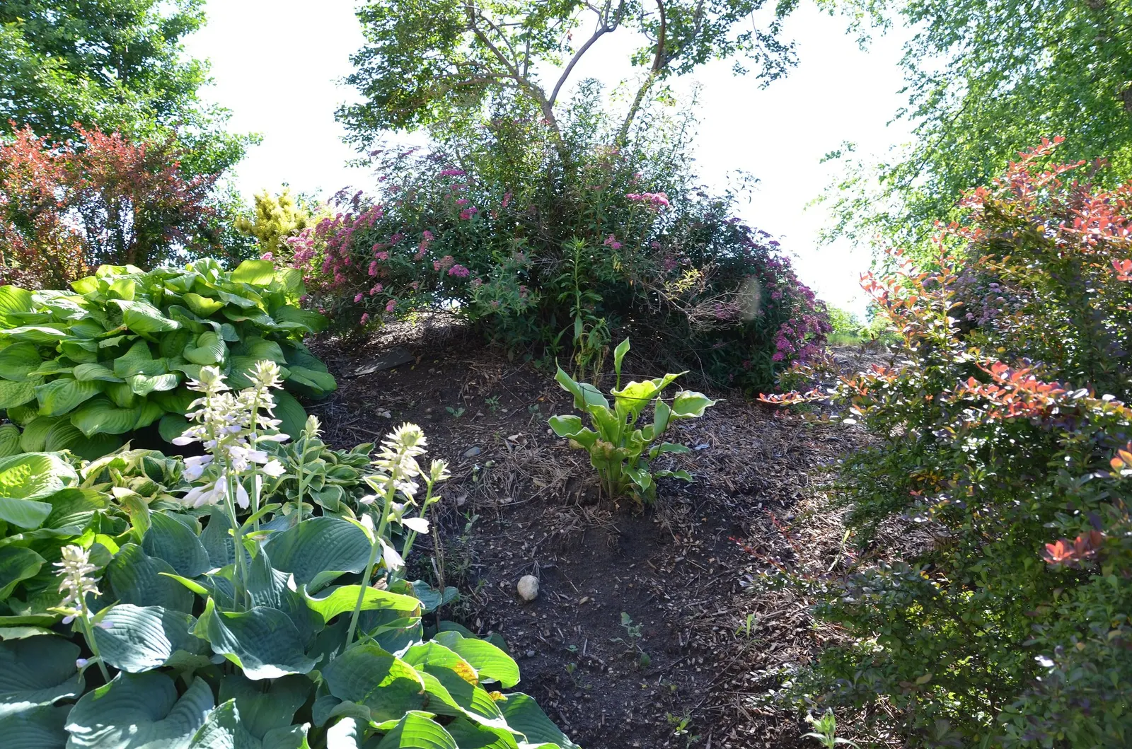 Thunderbolt Hosta (Hosta 'Thunderbolt') — with a spread up to 36 inches