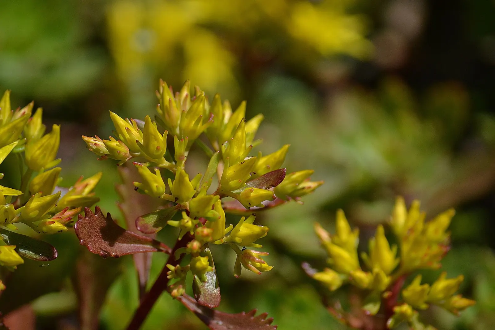 Orange Stonecrop (Sedum Nussbaumerianum) — This evergreen perennial is part of the Crassulaceae family and is native to Mexico