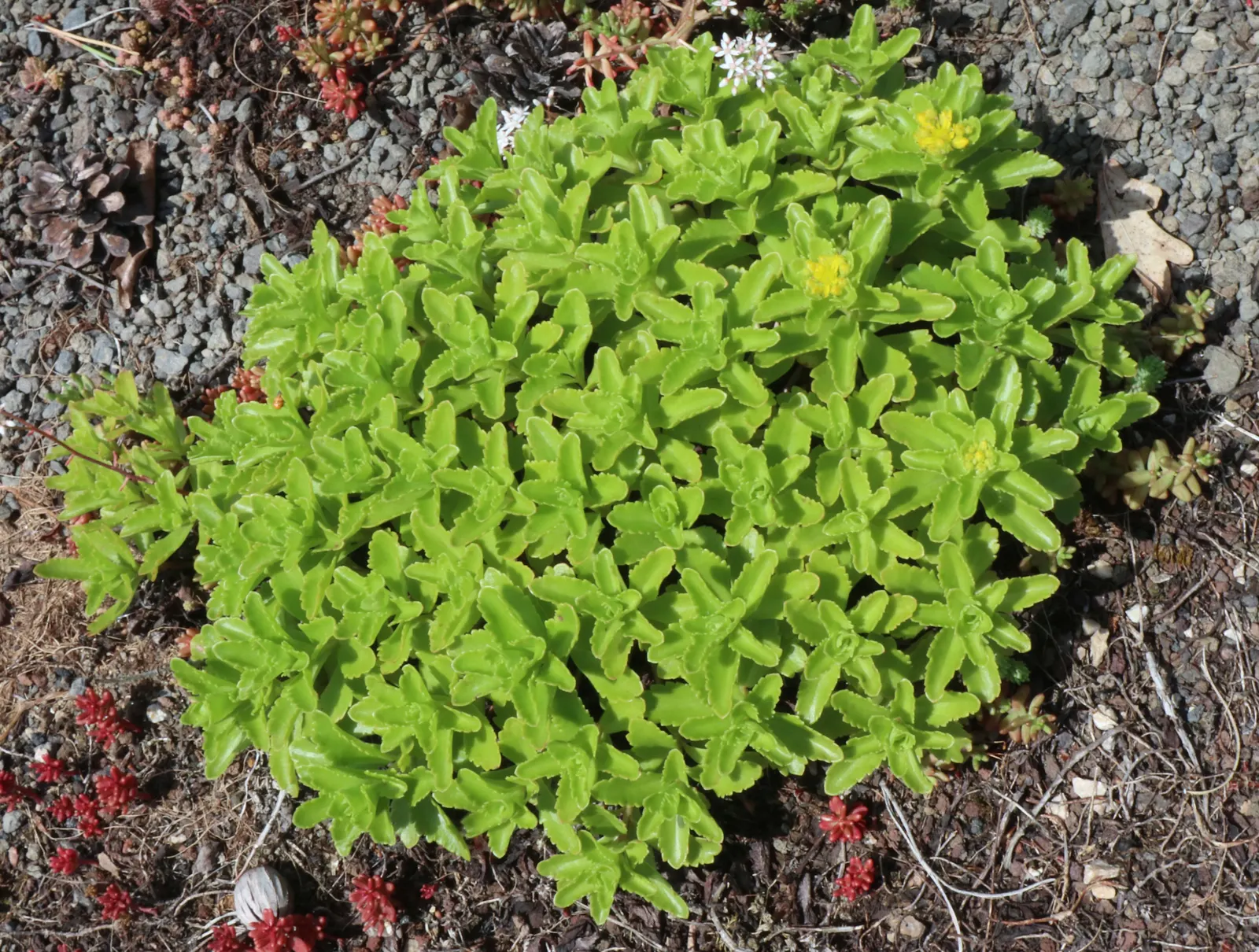 Orange Stonecrop (Sedum Nussbaumerianum) — Sedum nussbaumerianum is hardy in USDA zones 9 to 11 and does well in rock gardens; transitioning from, image 64
