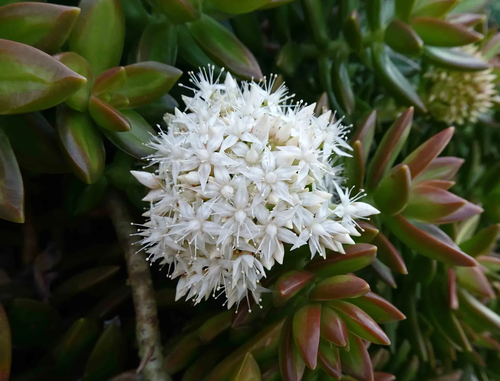 Orange Stonecrop (Sedum Nussbaumerianum) — ground cover / succulent for full or half