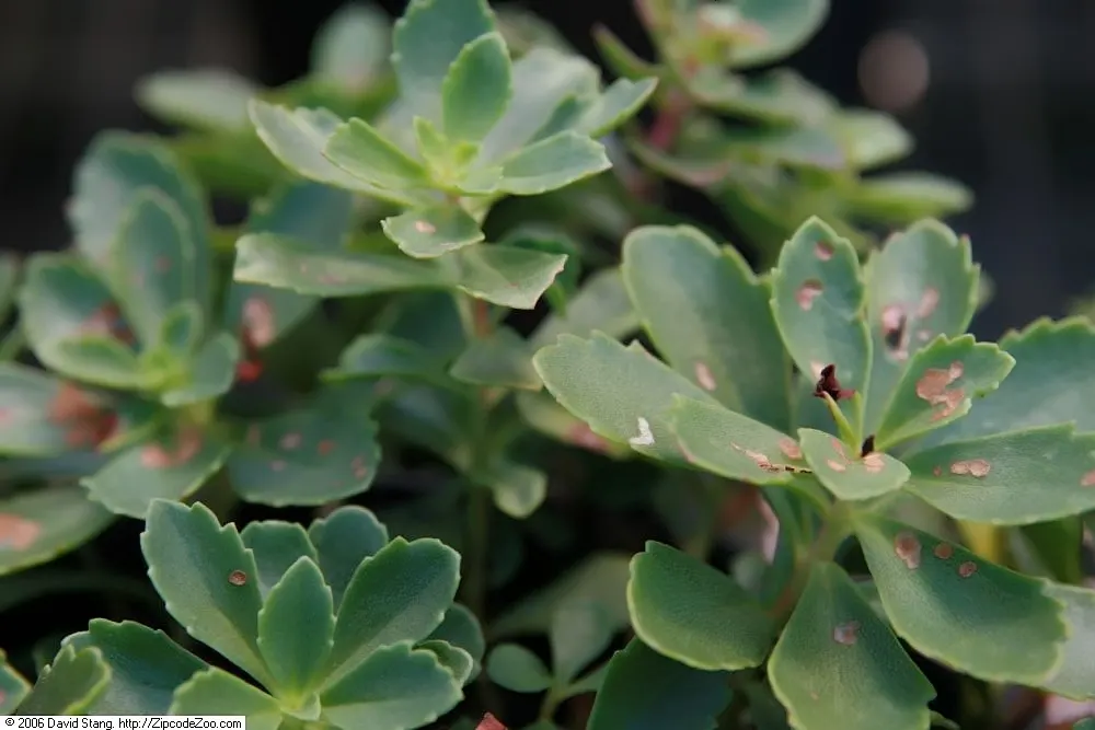 Orange Stonecrop (Sedum Nussbaumerianum) — making it perfect for rock gardens; orange-coral foliage that adds a splash of warm color to any garden, image 77