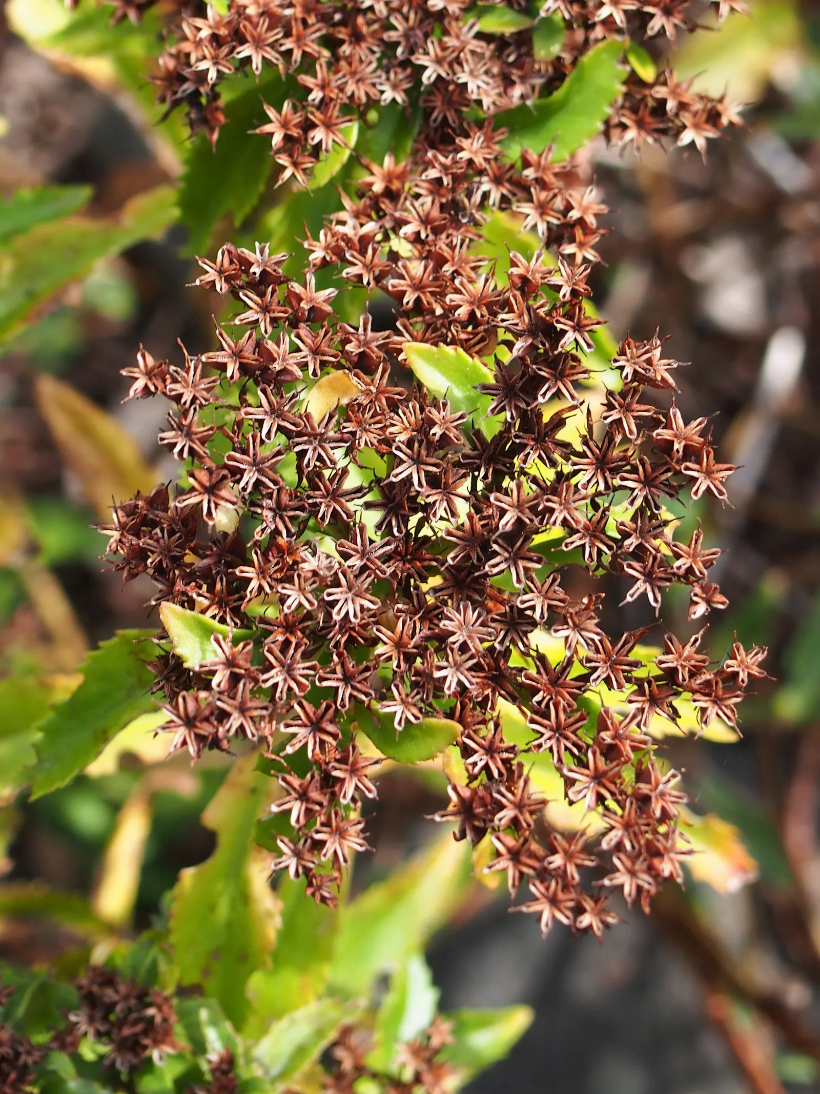 Orange Stonecrop (Sedum Nussbaumerianum) — it produces clusters of small white to pale yellow star-shaped flowers on upright stems; ground cover /, image 86