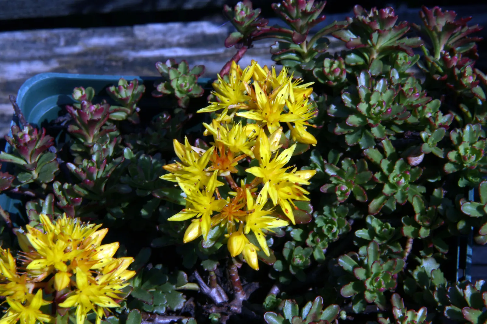Orange Stonecrop (Sedum Nussbaumerianum) — it is excellent for container planting; it is also valuable for its ability to attract pollinators such, image 65