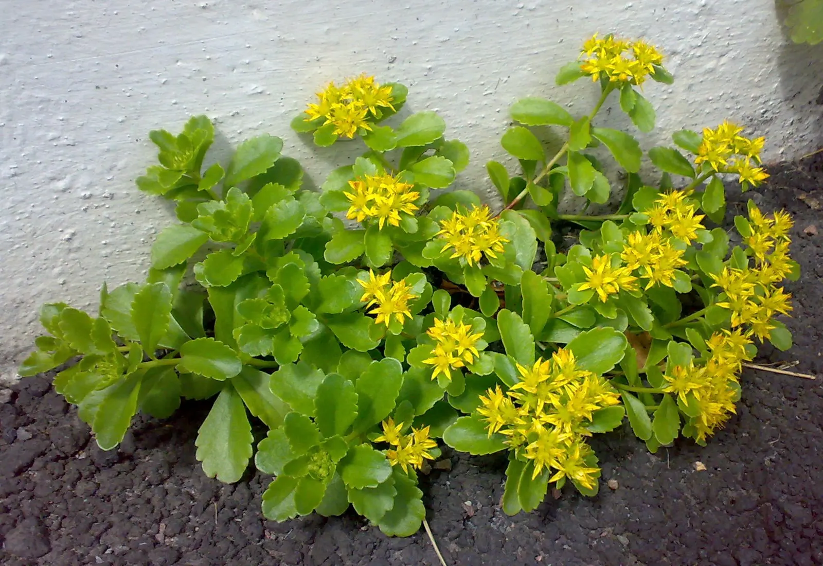 Orange Stonecrop (Sedum Nussbaumerianum) — it produces clusters of small white to pale yellow star-shaped flowers on upright stems; ground cover /, image 62