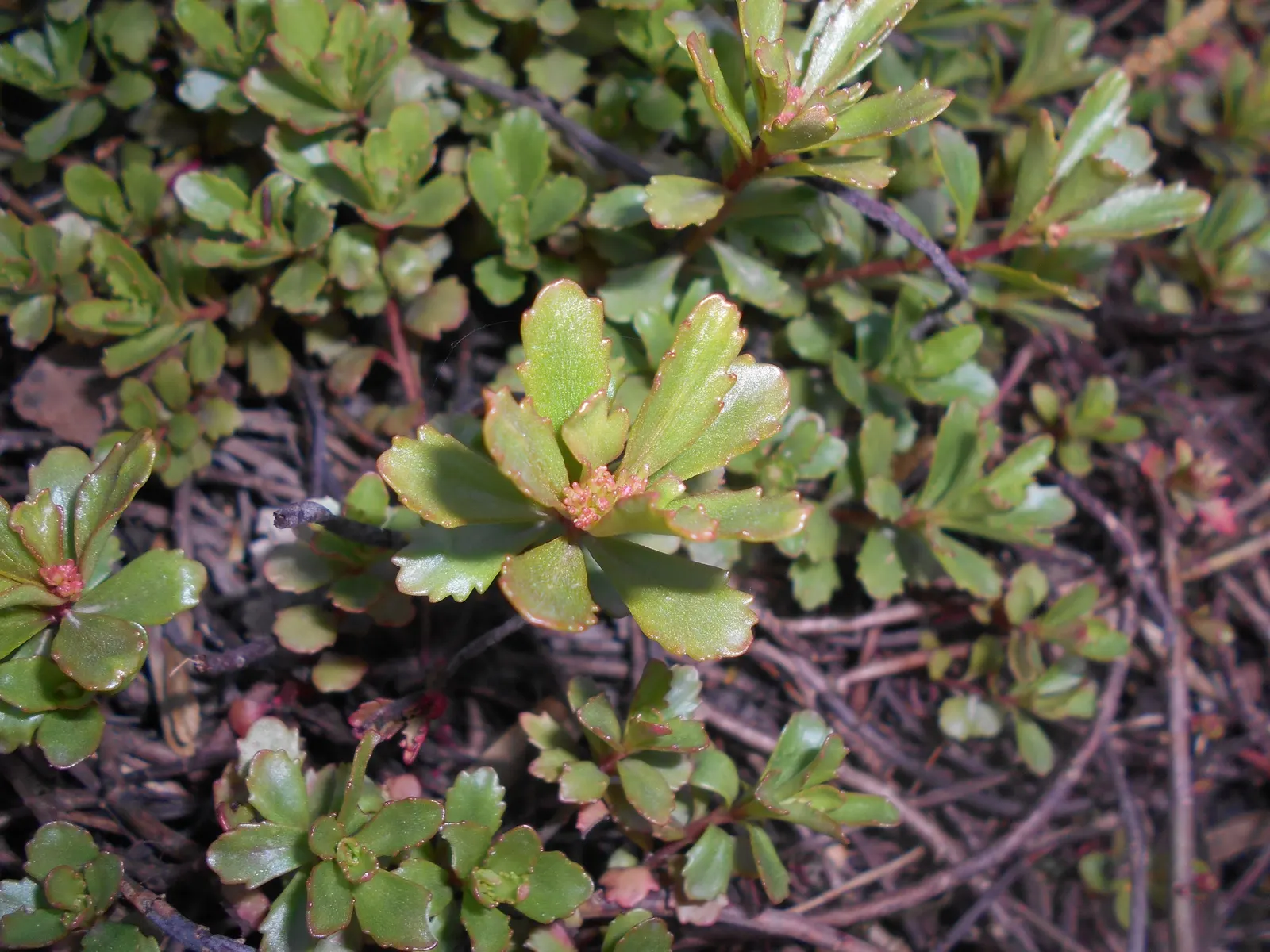 Orange Stonecrop (Sedum Nussbaumerianum) — evergreen perennial succulent; pointed leaves are arranged in rosettes, image 50