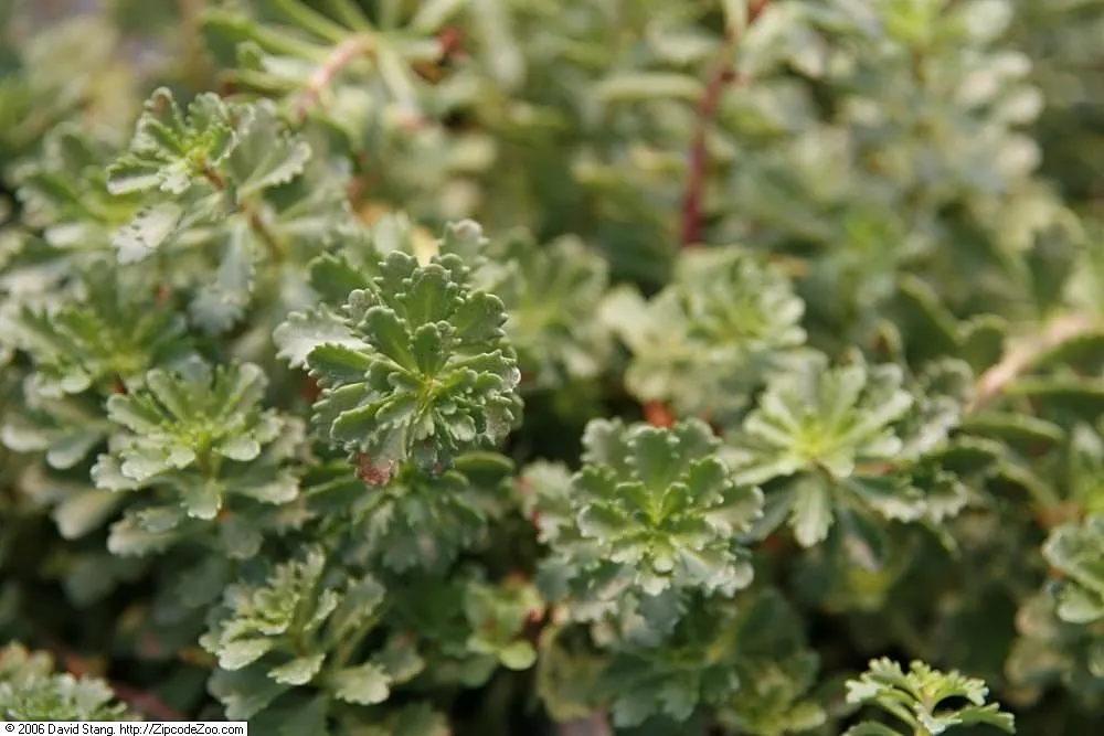 Orange Stonecrop (Sedum Nussbaumerianum) — evergreen perennial succulent