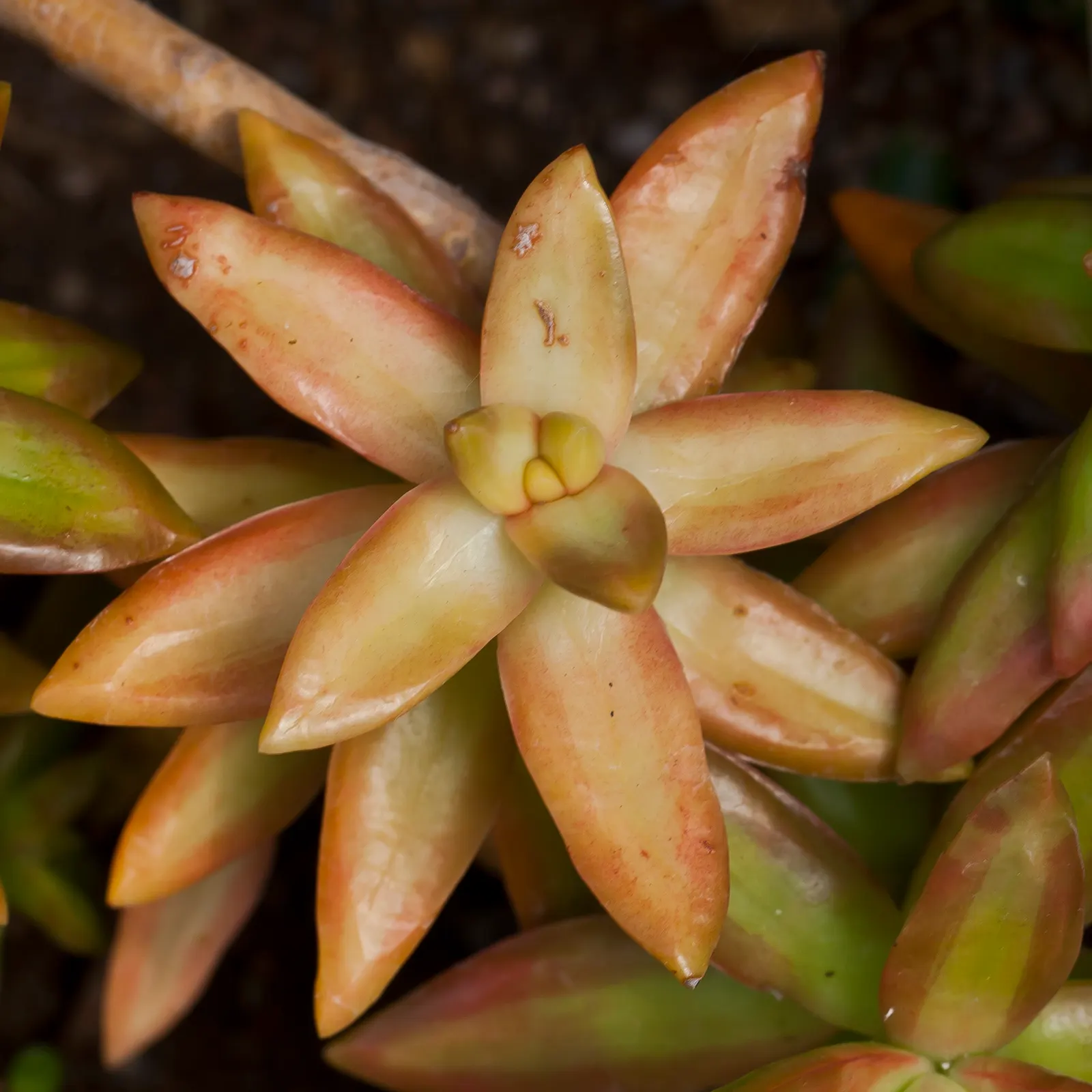 Orange Stonecrop (Sedum Nussbaumerianum) — commonly known as Orange Stonecrop; red and yellow flowers in the garden