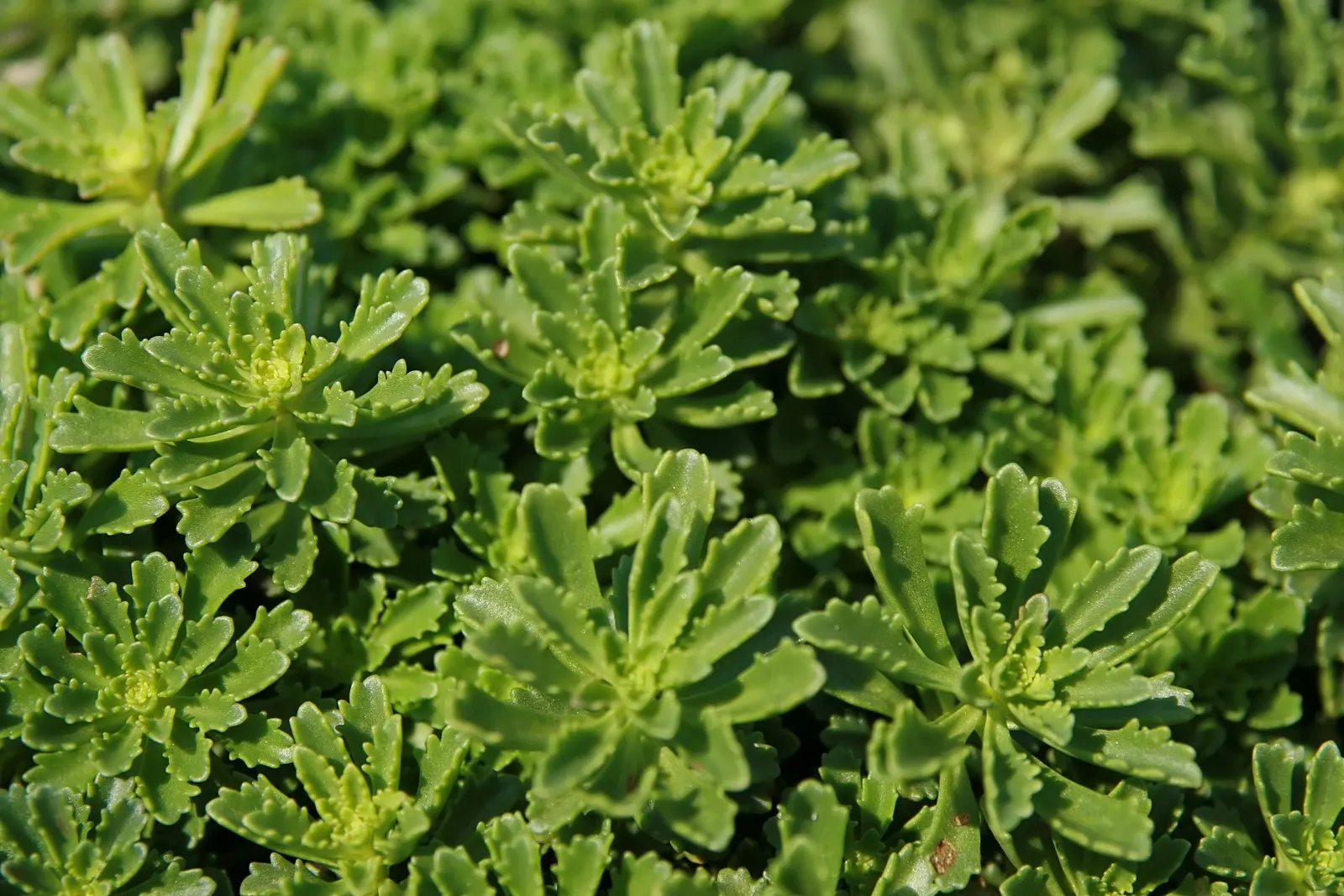 Orange Stonecrop (Sedum Nussbaumerianum) — orange-coral foliage that adds a splash of warm color to any garden design