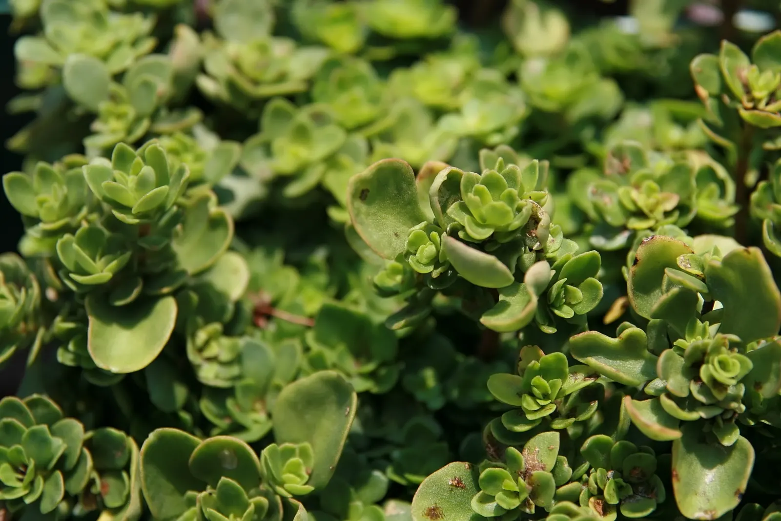 Orange Stonecrop (Sedum Nussbaumerianum) — It is highly drought-tolerant once established, requiring minimal watering