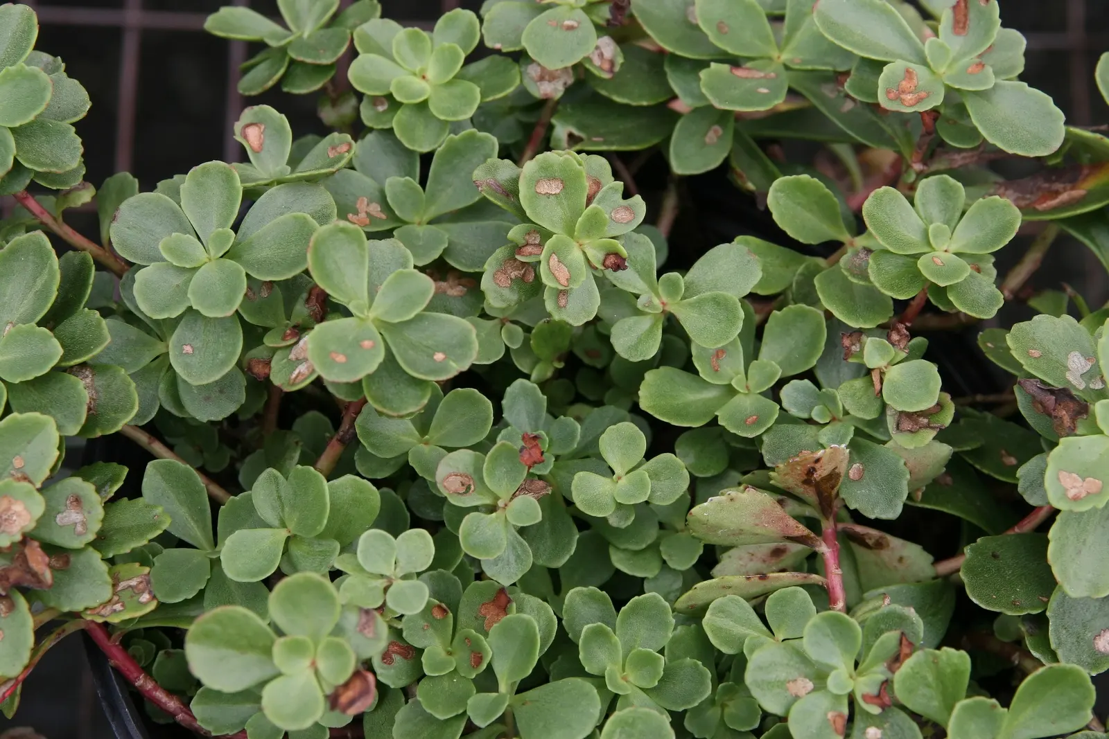 Orange Stonecrop (Sedum Nussbaumerianum) — It is highly drought-tolerant once established, requiring minimal watering; it blooms petite, image 87