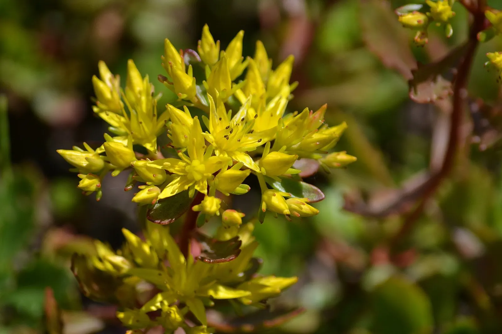 Orange Stonecrop (Sedum Nussbaumerianum) — red and yellow flowers in the garden; commonly known as Orange Stonecrop, image 94