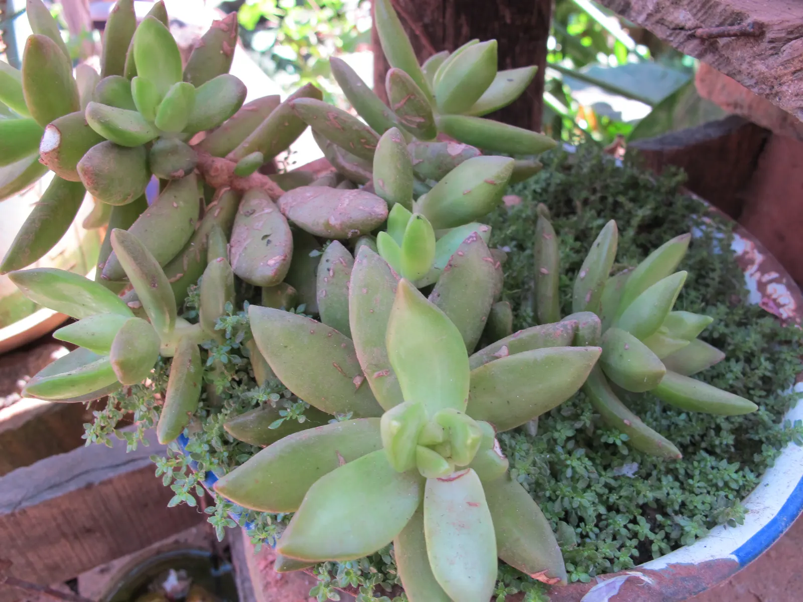 Orange Stonecrop (Sedum Nussbaumerianum) — It blooms petite, star-shaped white flowers in late winter to early spring; it is highly, image 78