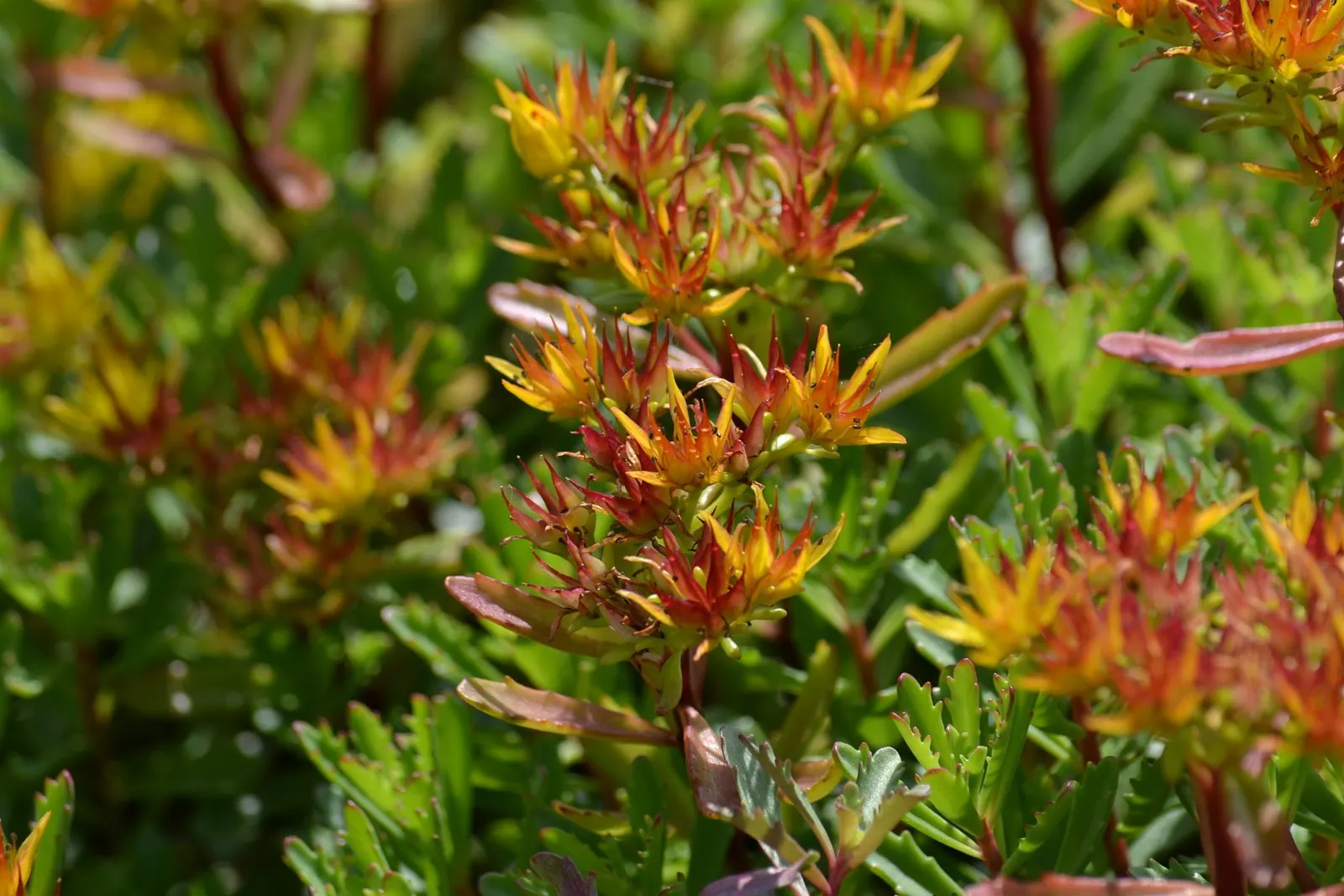 Orange Stonecrop (Sedum Nussbaumerianum) — It blooms petite, star-shaped white flowers in late winter to early spring; it is highly, image 54