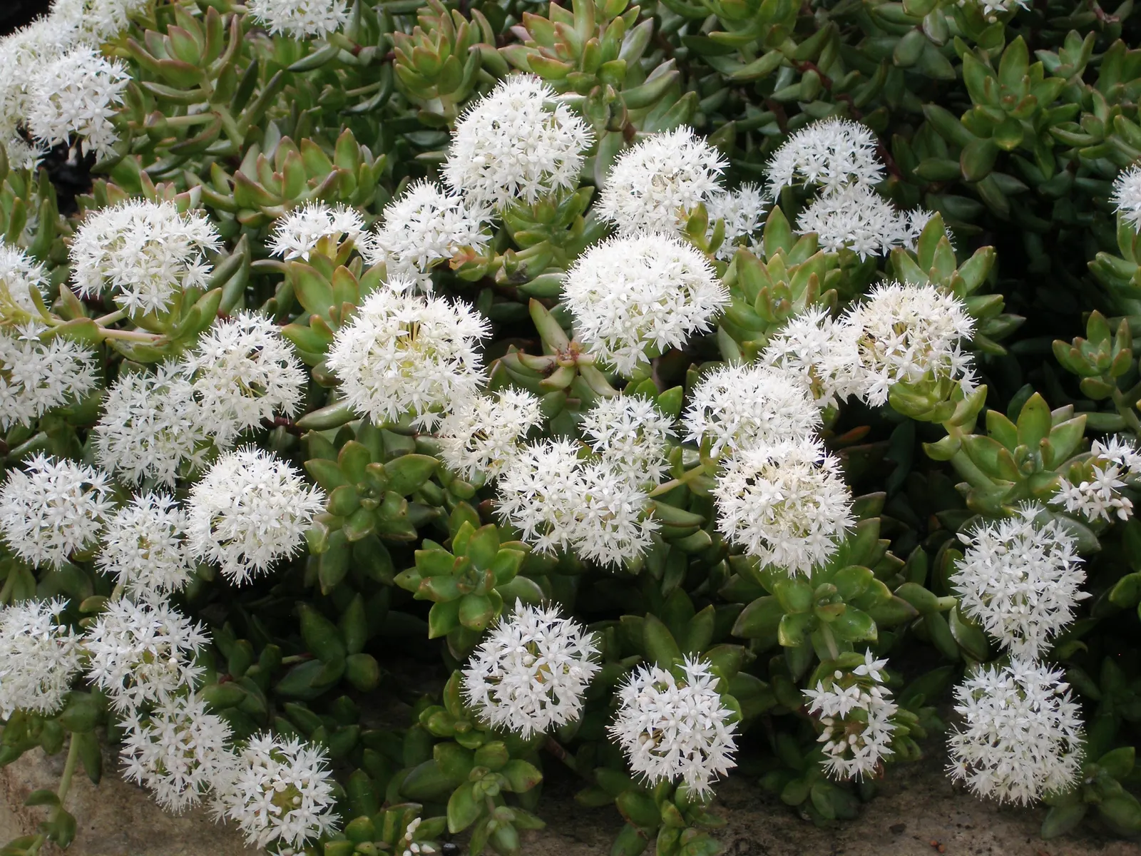 Orange Stonecrop (Sedum Nussbaumerianum) — evergreen perennial succulent; pointed leaves are arranged in rosettes, image 74