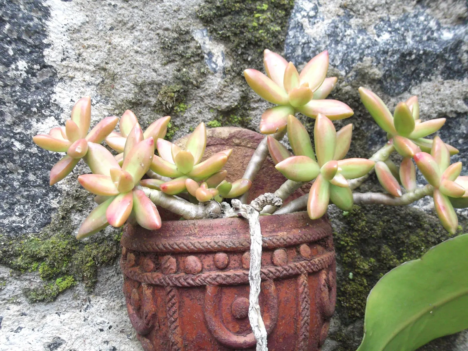 Orange Stonecrop (Sedum Nussbaumerianum) — This low-growing plant reaches a height of 8 inches with a spread of up to 24 inches; orange Stonecrop, image 100