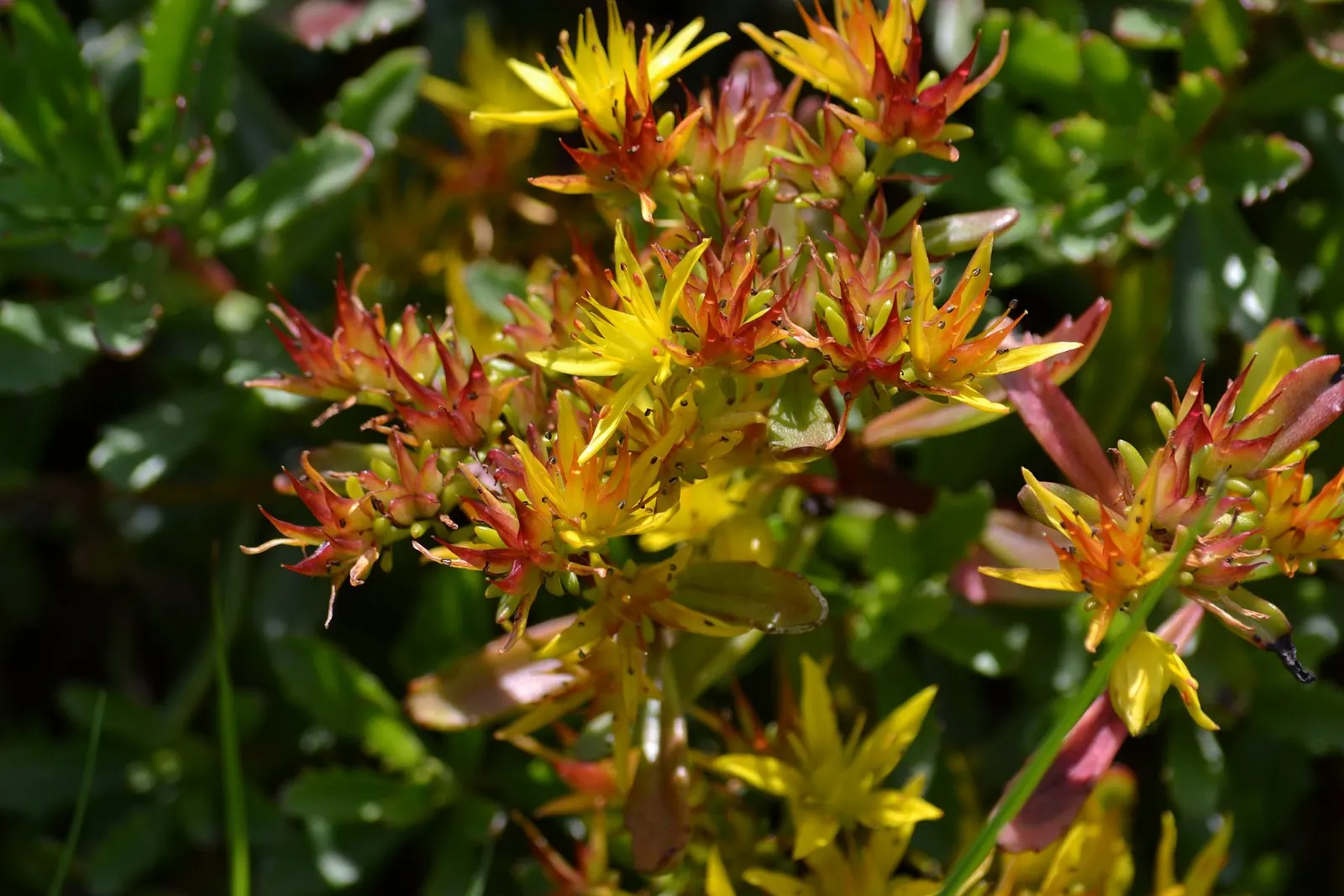 Orange Stonecrop (Sedum Nussbaumerianum) — It blooms petite, star-shaped white flowers in late winter to early spring; it is highly, image 102