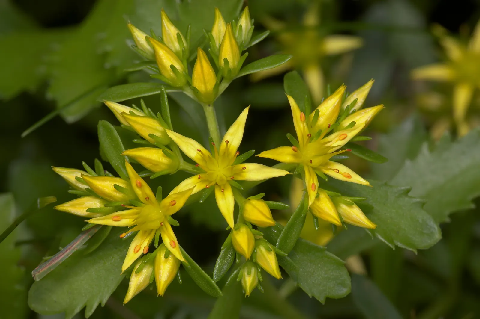 Orange Stonecrop (Sedum Nussbaumerianum) — Orange Stonecrop (Sedum nussbaumerianum) thrives in USDA zones 9-11 and is a striking; this low-growing, image 49