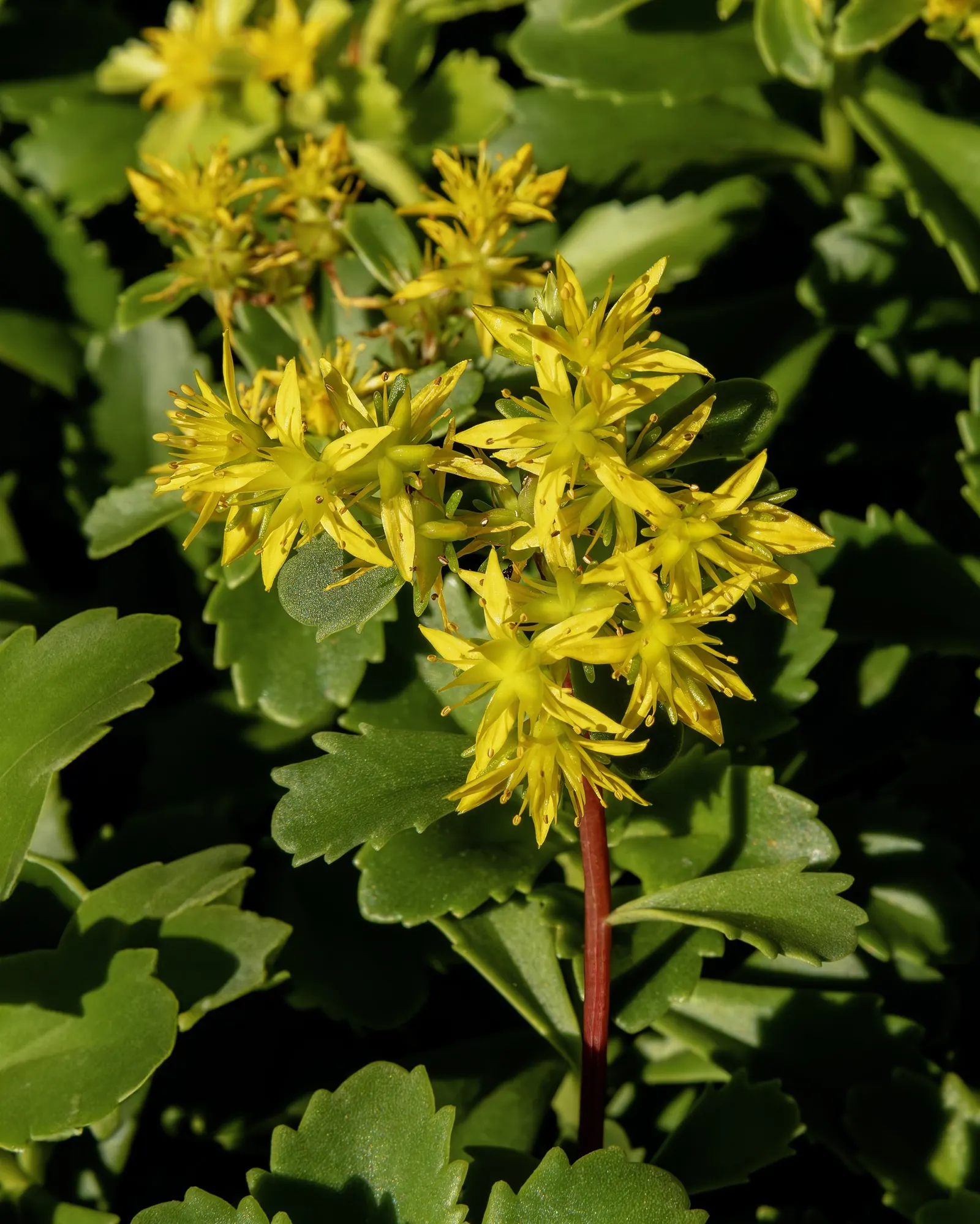 Orange Stonecrop (Sedum Nussbaumerianum) — Orange Stonecrop (Sedum nussbaumerianum) thrives in USDA zones 9-11 and is a striking; this low-growing, image 73
