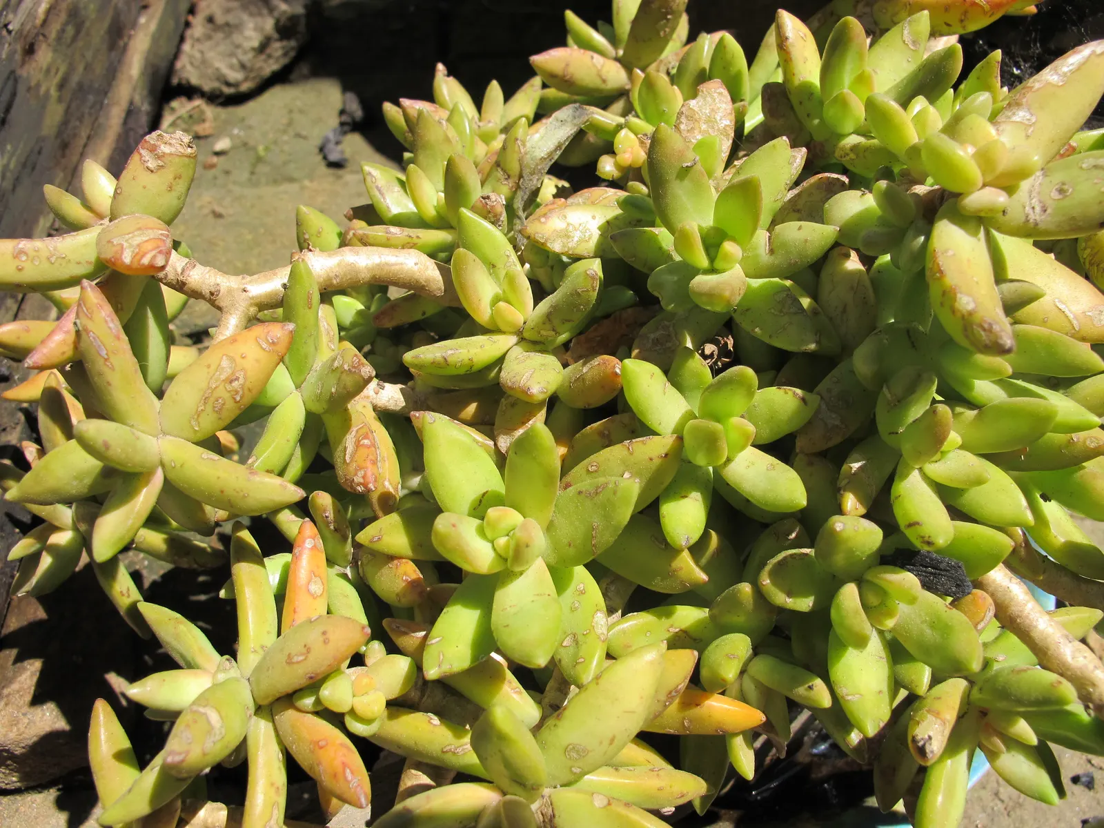 Orange Stonecrop (Sedum Nussbaumerianum) — ground cover / succulent for full or half; thus promoting biodiversity within the garden, image 72