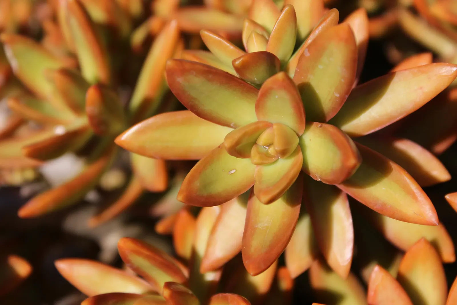 Orange Stonecrop (Sedum Nussbaumerianum) — It features fleshy, pointed leaves that transition from green to copper-orange under full sun