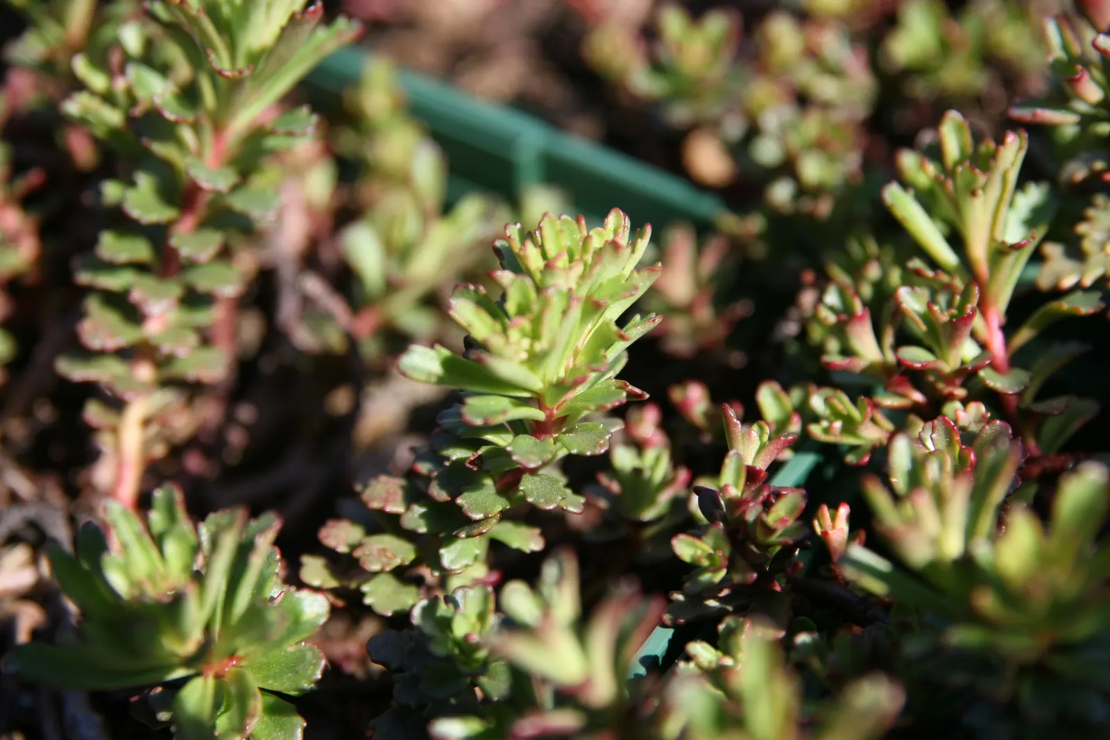 Orange Stonecrop (Sedum Nussbaumerianum) — thus promoting biodiversity within the garden