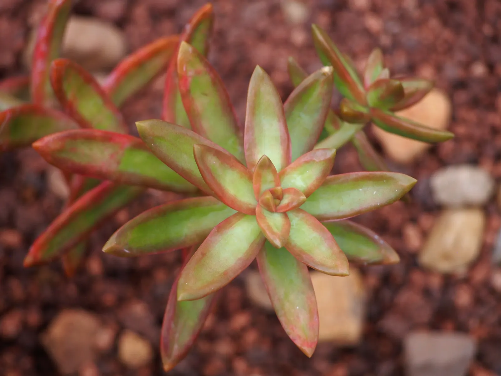 Orange Stonecrop (Sedum Nussbaumerianum) — It features fleshy, pointed leaves that transition from green to copper-orange under full sun; where its, image 51