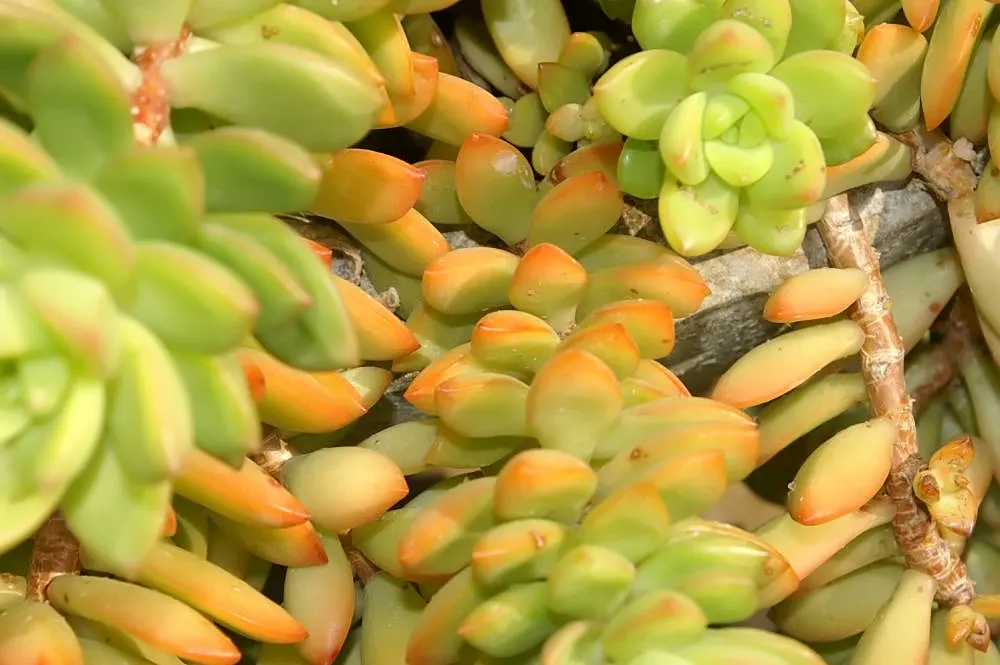 Orange Stonecrop (Sedum Nussbaumerianum) — It is highly drought-tolerant once established, requiring minimal watering; it blooms petite, star-shaped white
