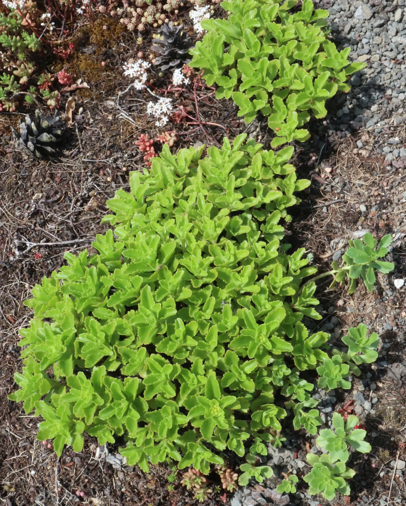 Orange Stonecrop (Sedum Nussbaumerianum) — red and yellow flowers in the garden; commonly known as Orange Stonecrop, image 70